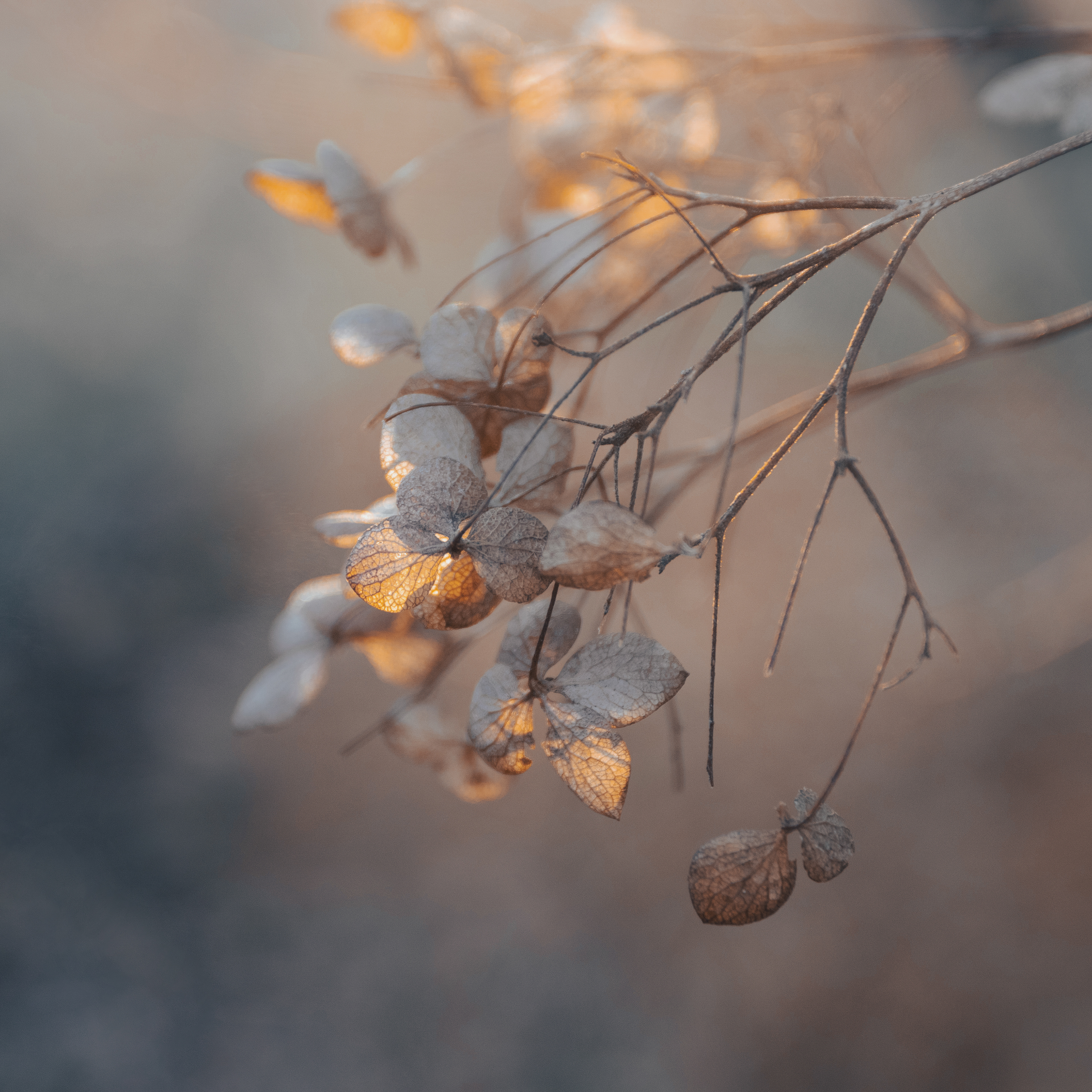Hydrangea Winter