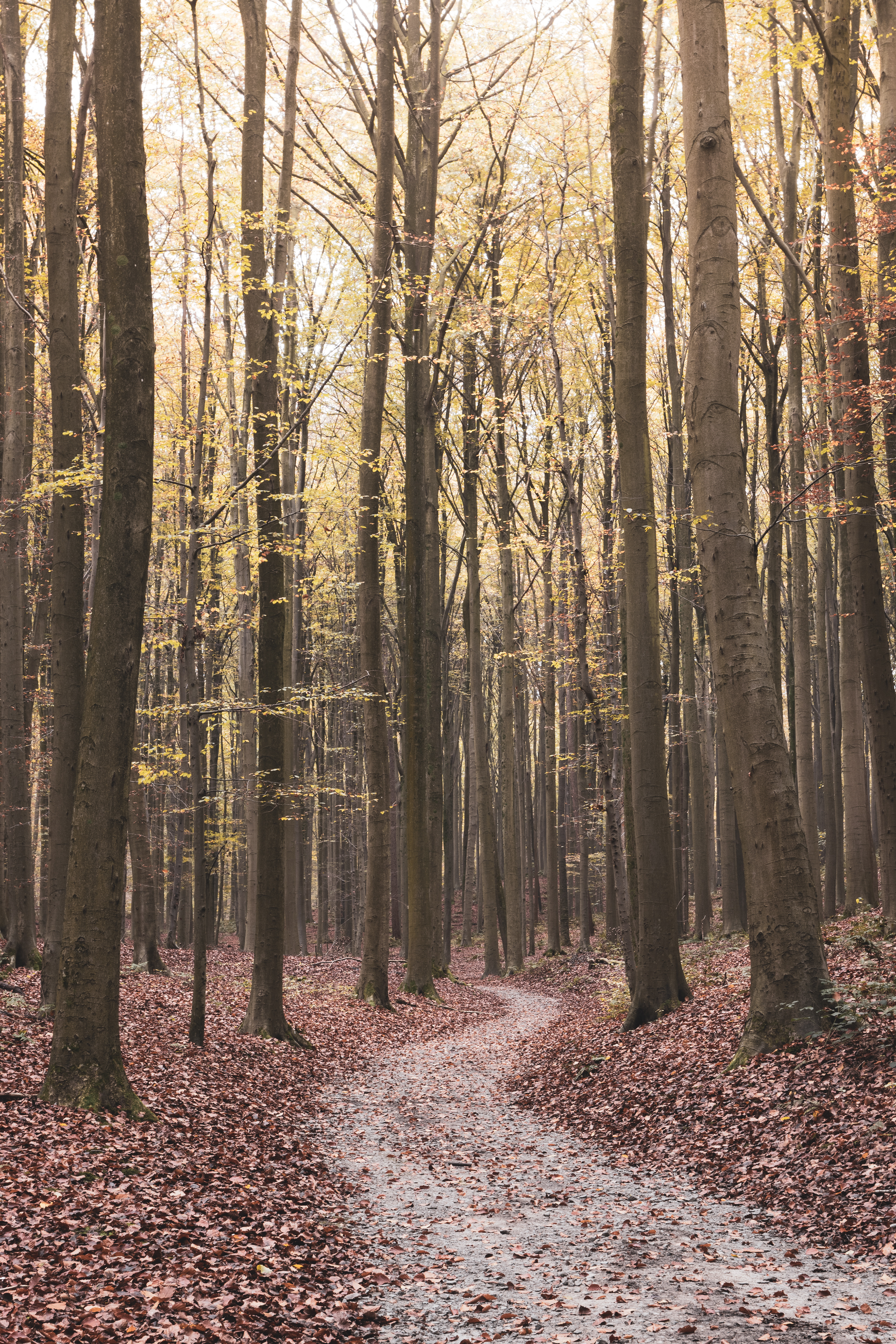 Hallebos Herfst