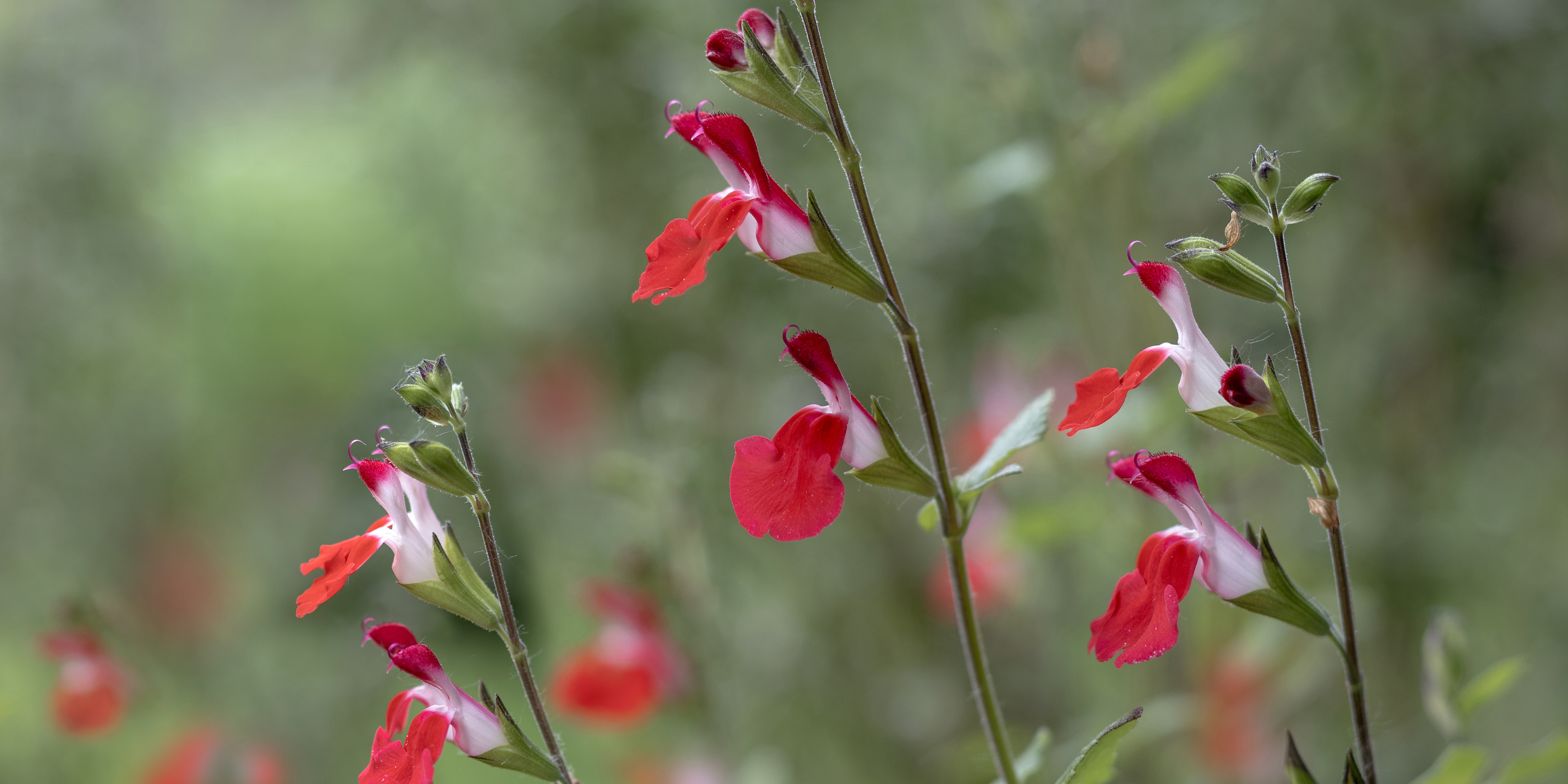 Salvia 'Hot Lips'