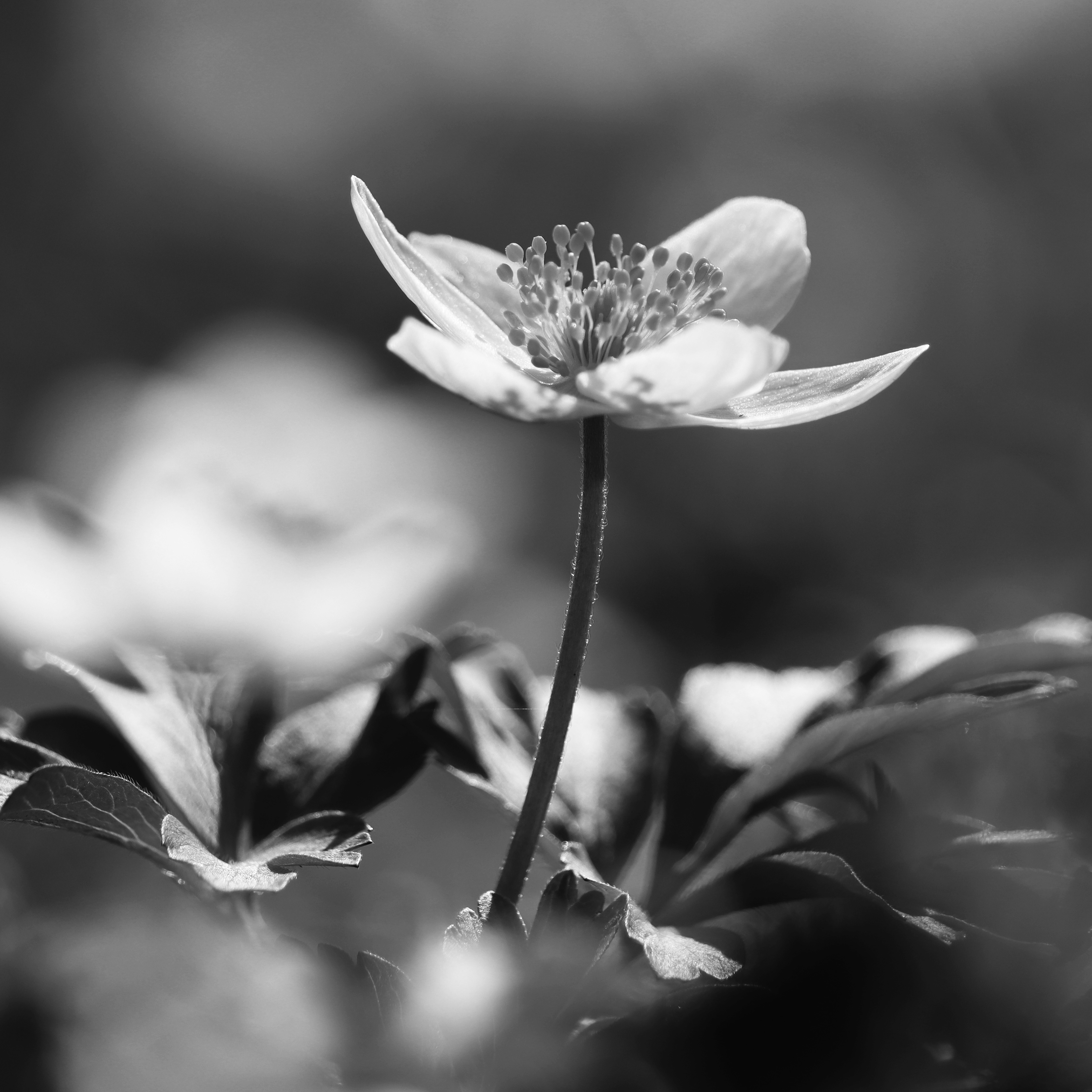 Anemone nemerosa