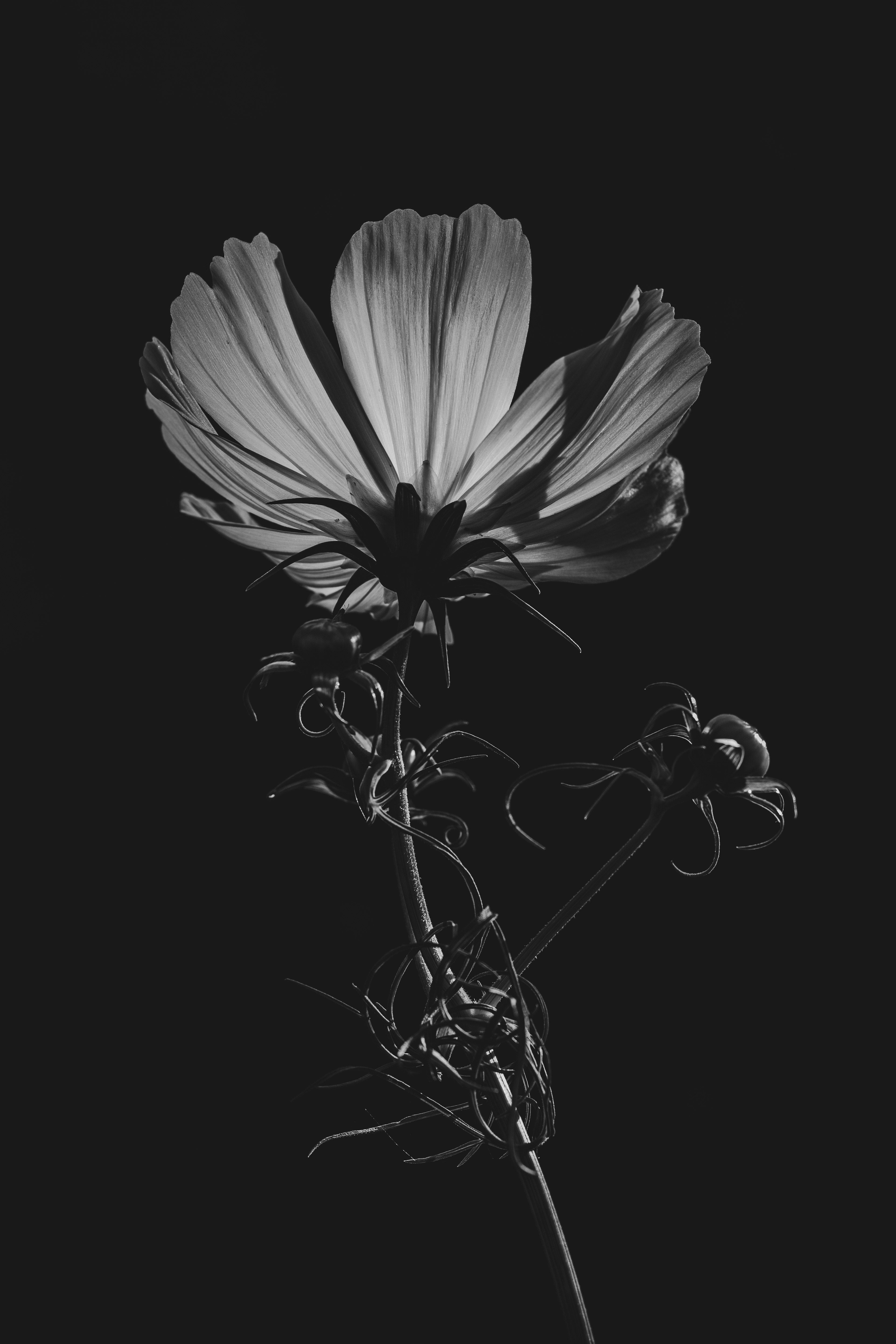 Dark Anemone