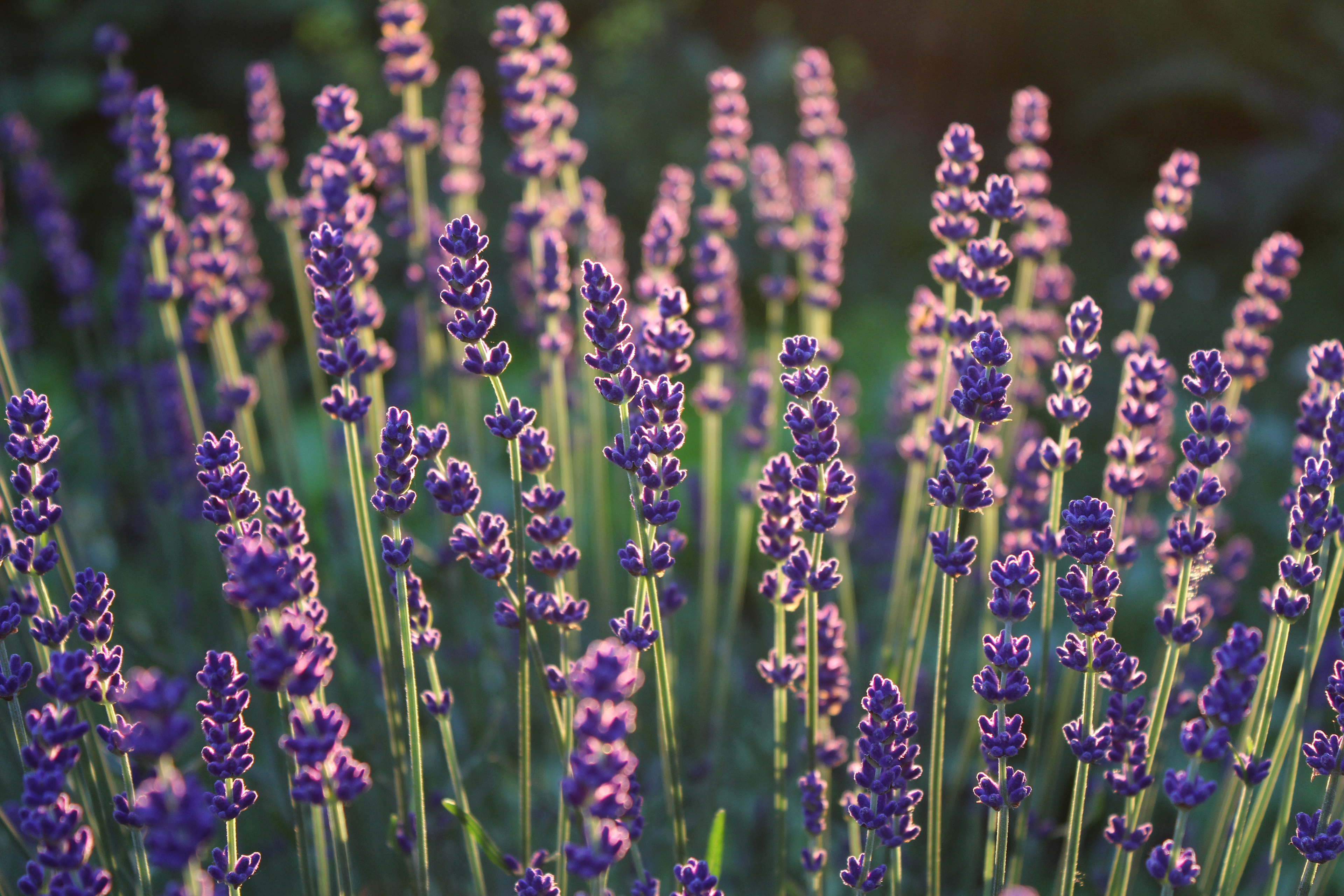 Lavender
