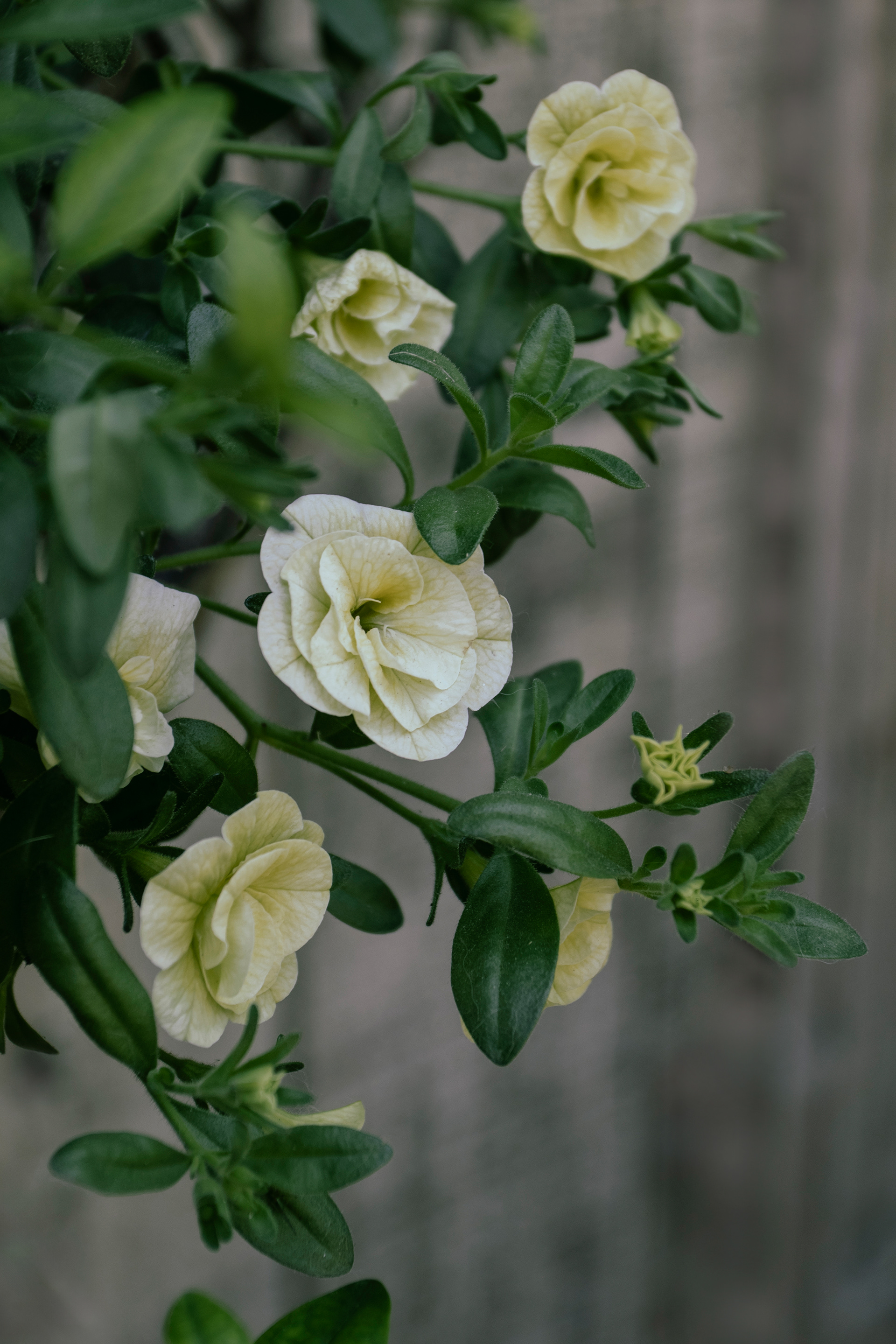 Petunia