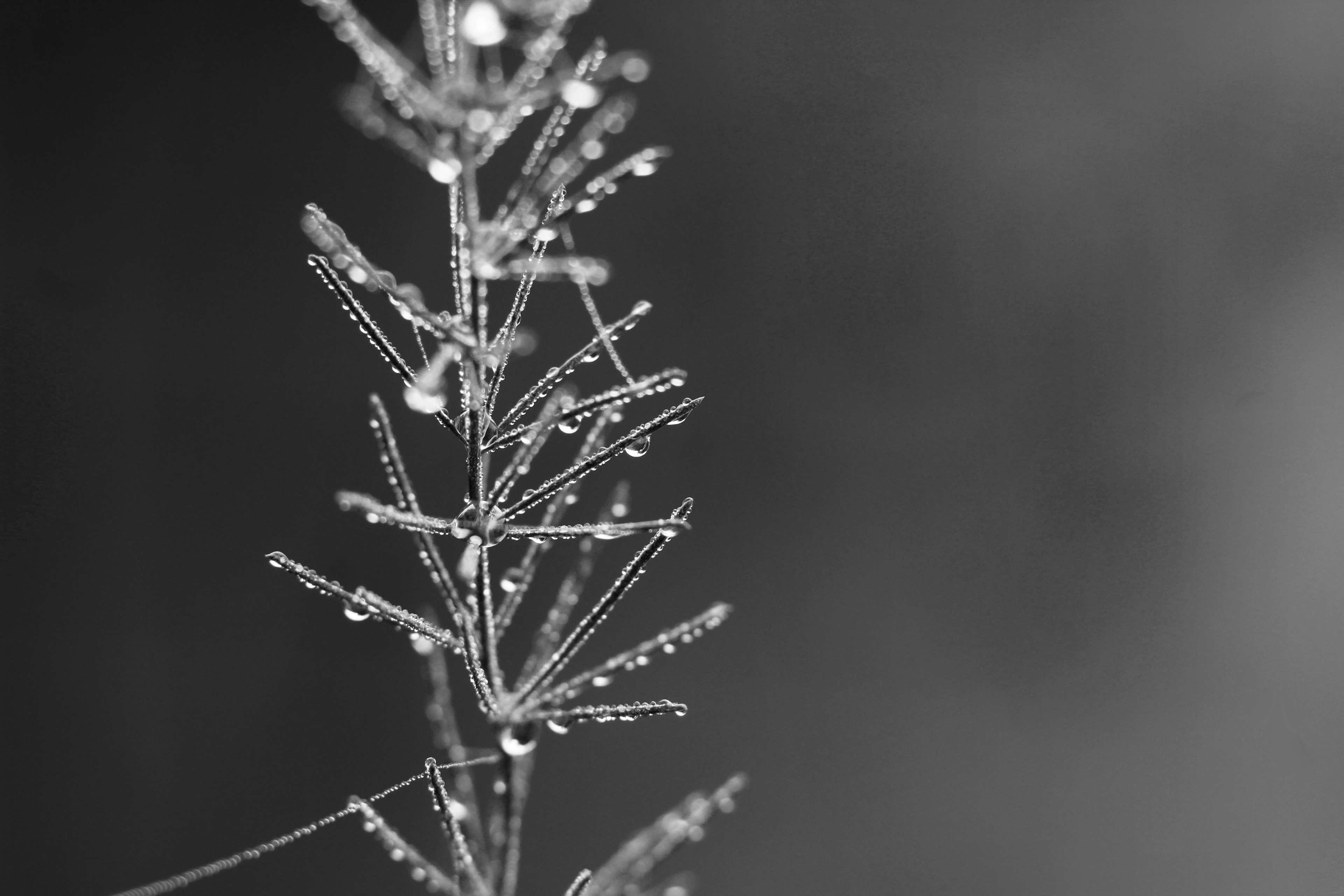 Asparagus Fern