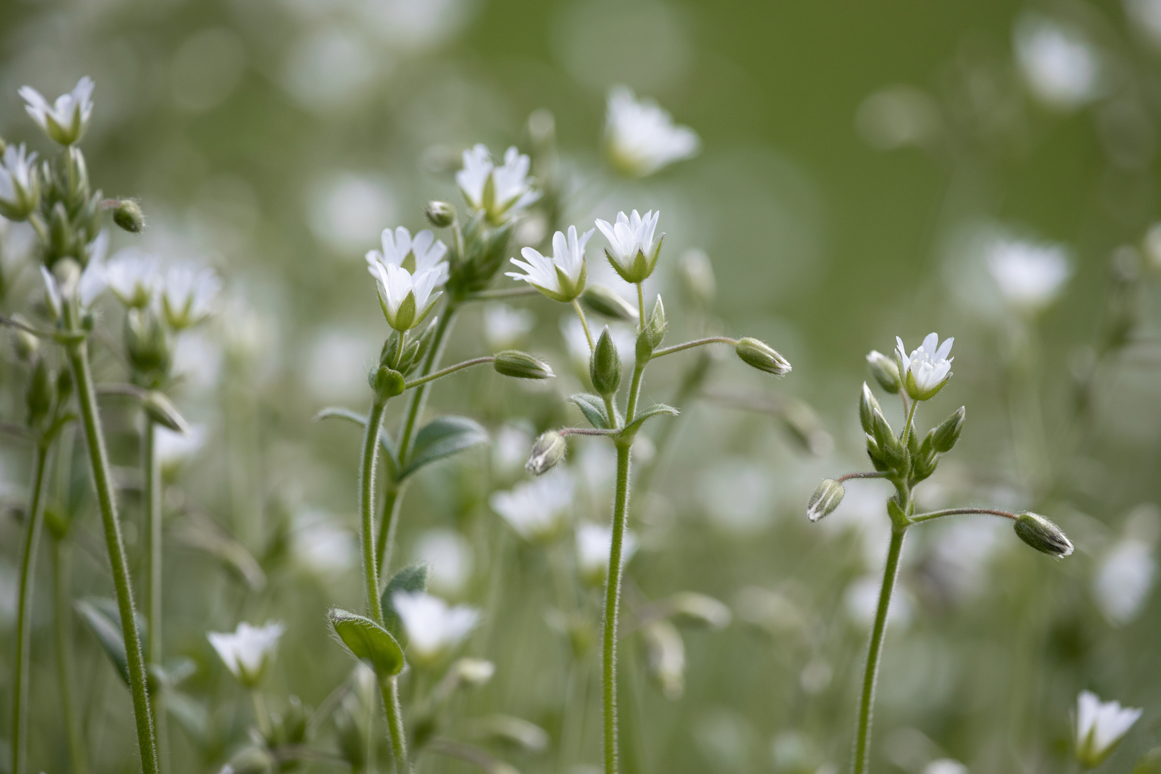 Stellaria holostea