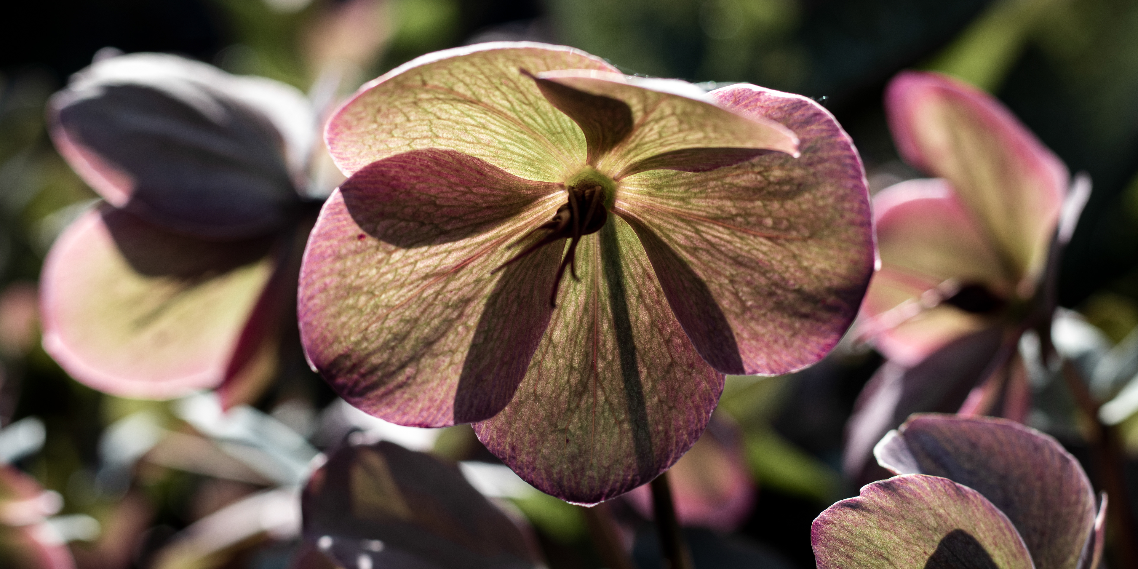 Helleborus