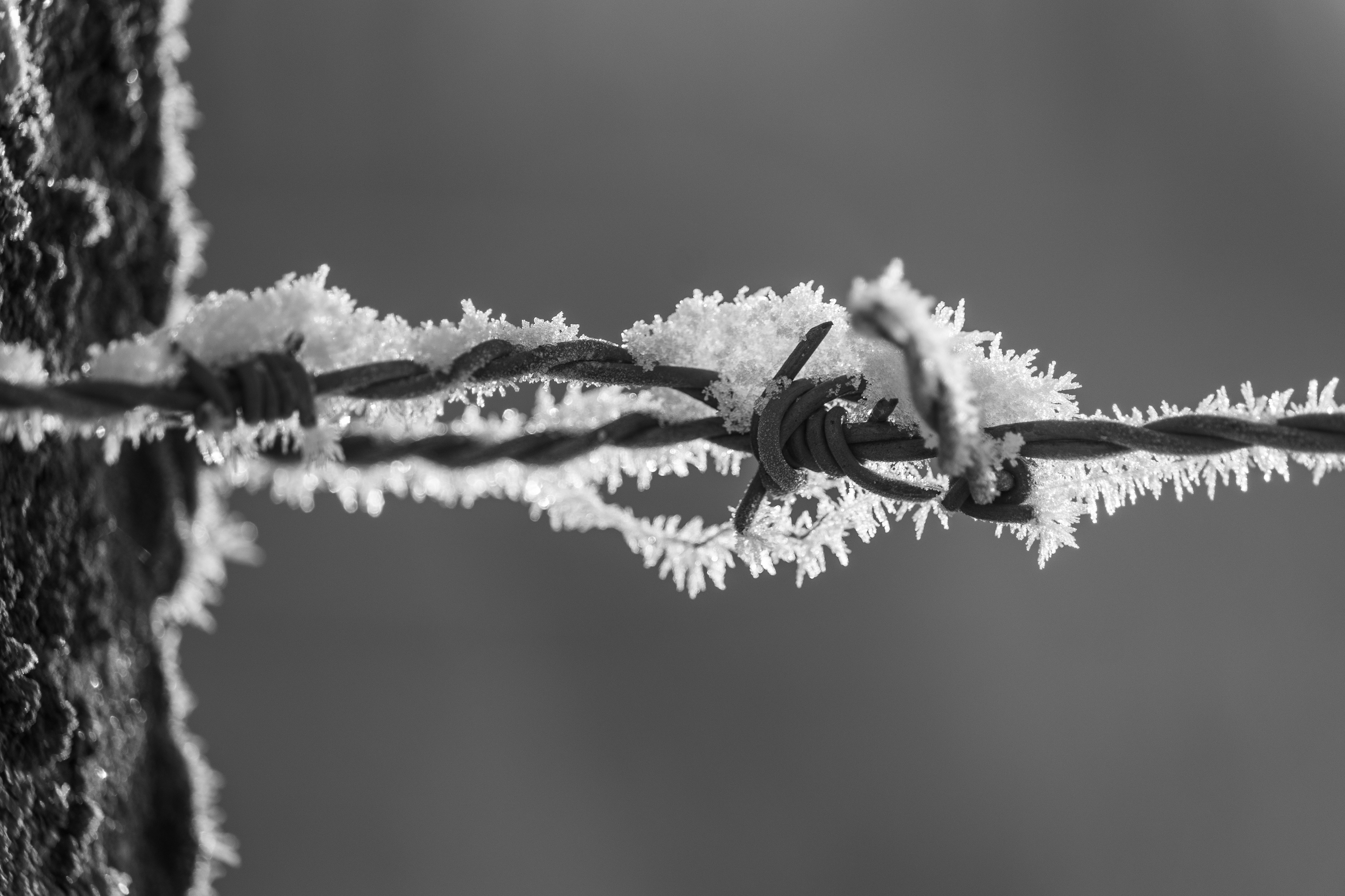 Frozen