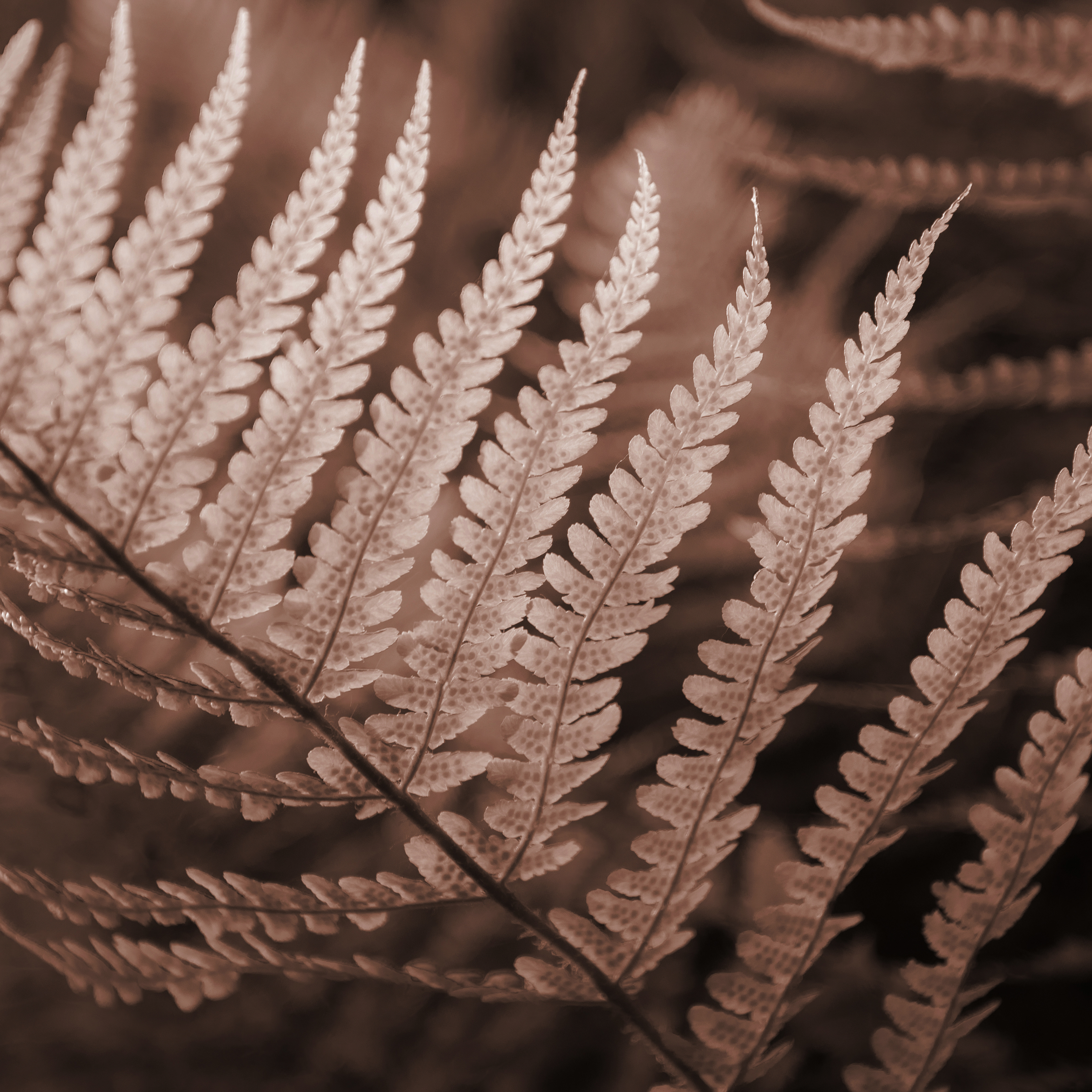 Mocha Mousse Fern