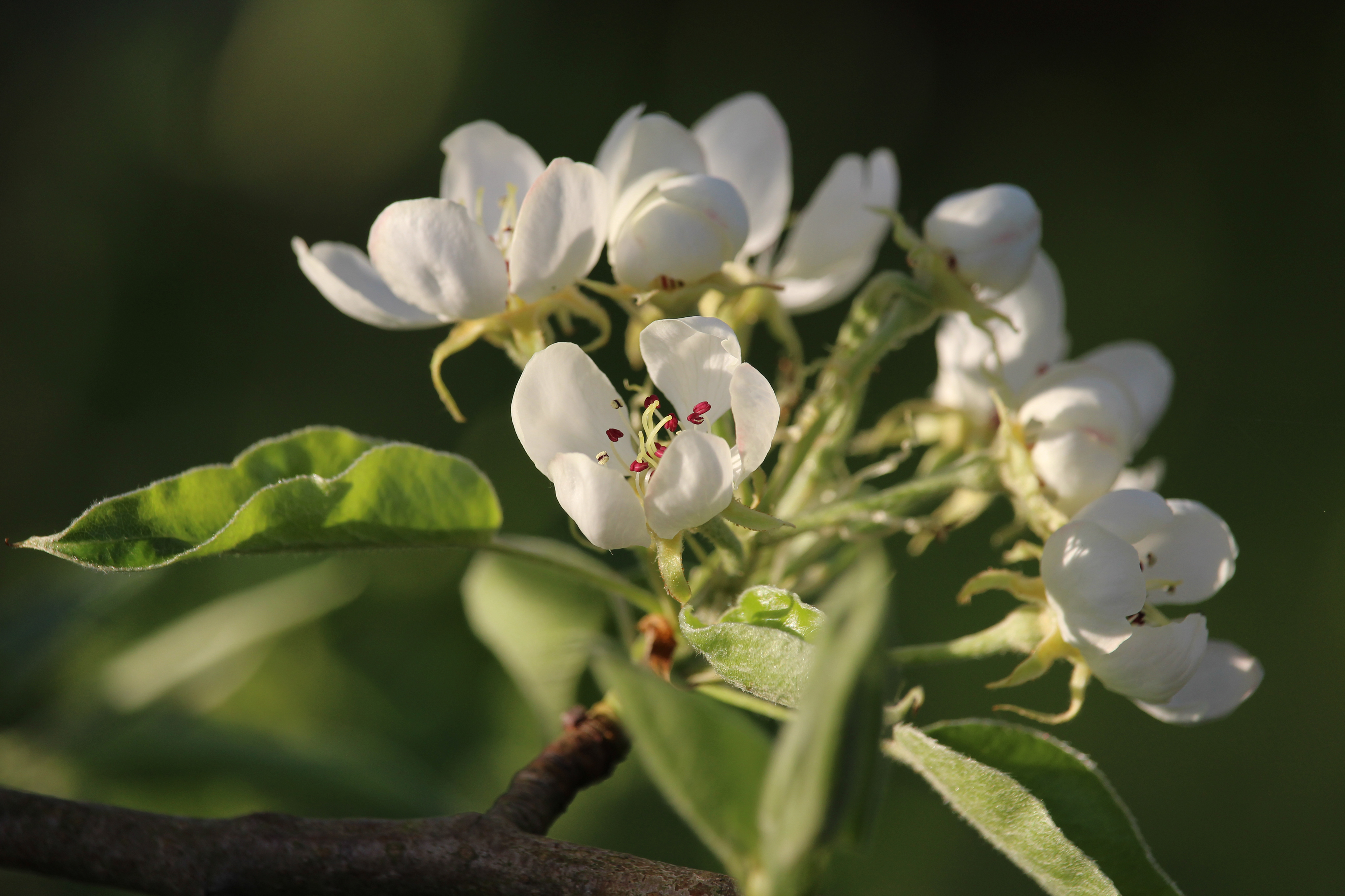 Pear Blossom