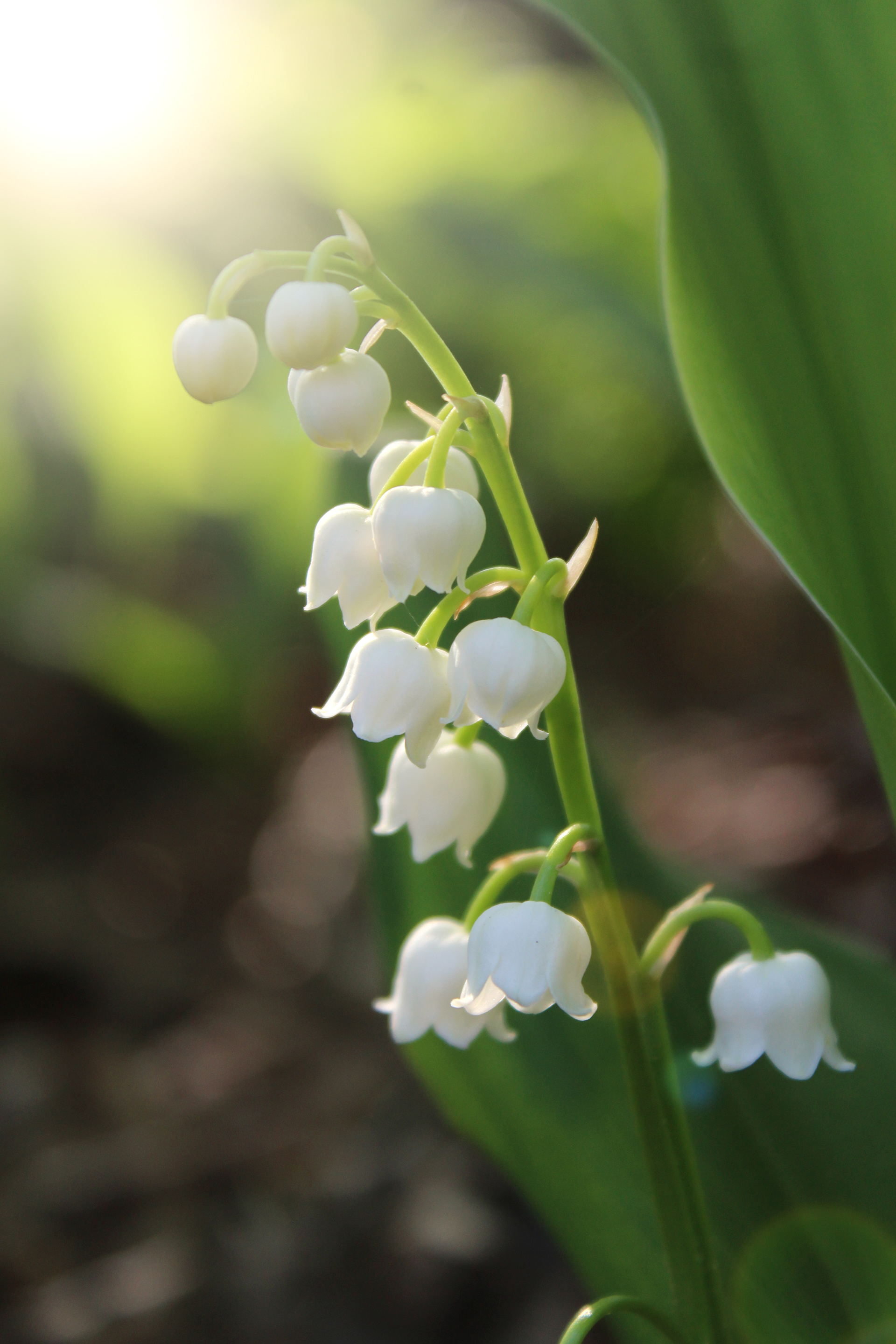 Lilly of the Valley