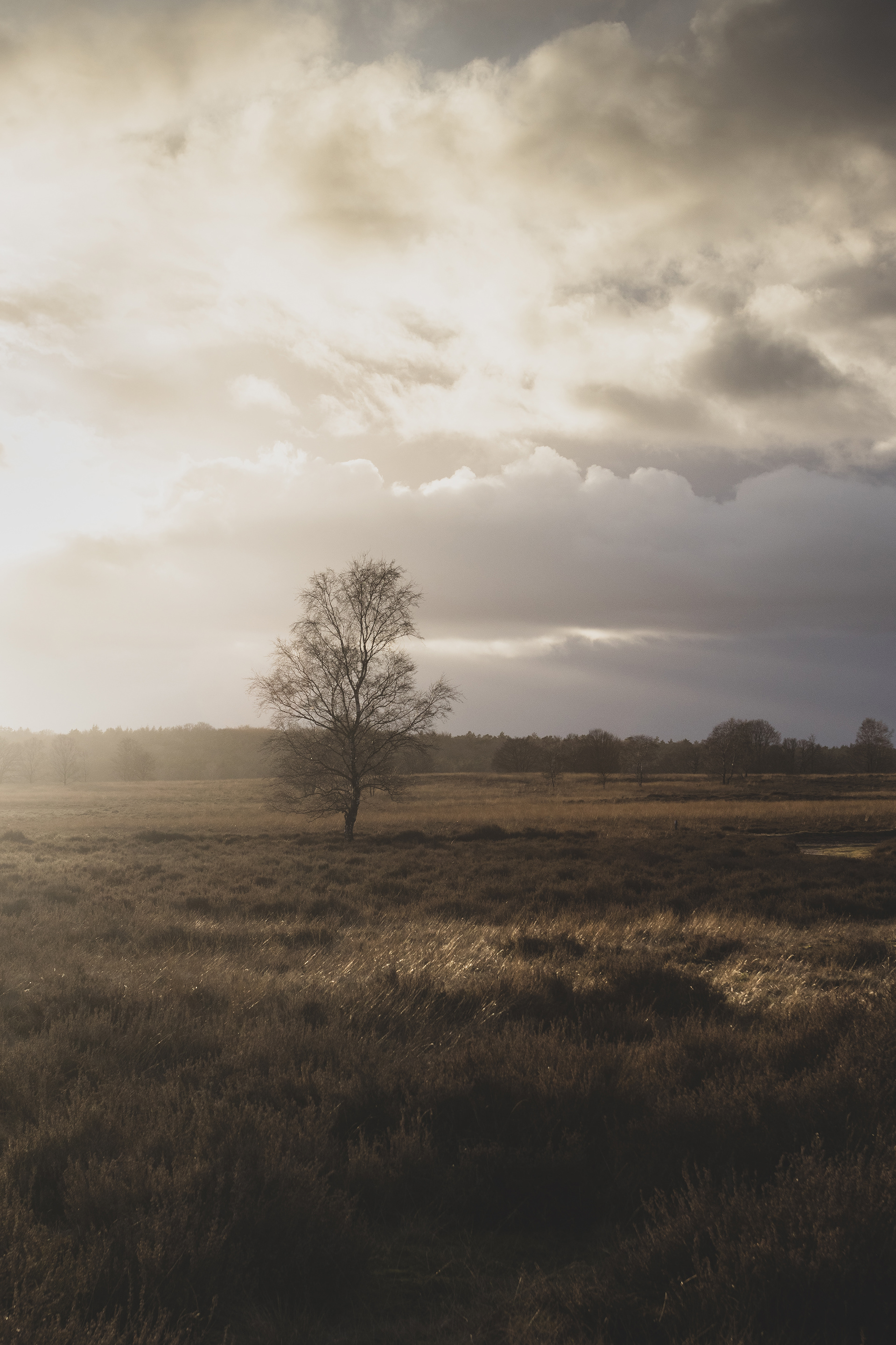 Ginkelse Heide, the Netherlands