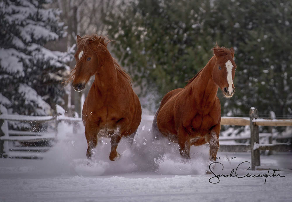 tanker & Rocky *