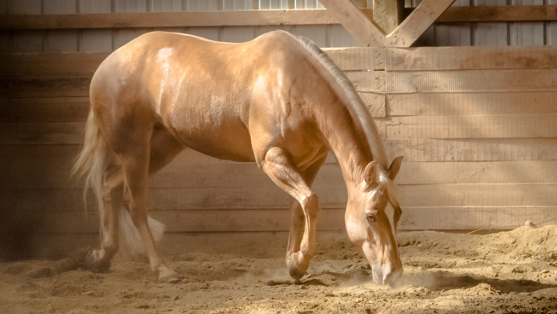 Golden Palomino