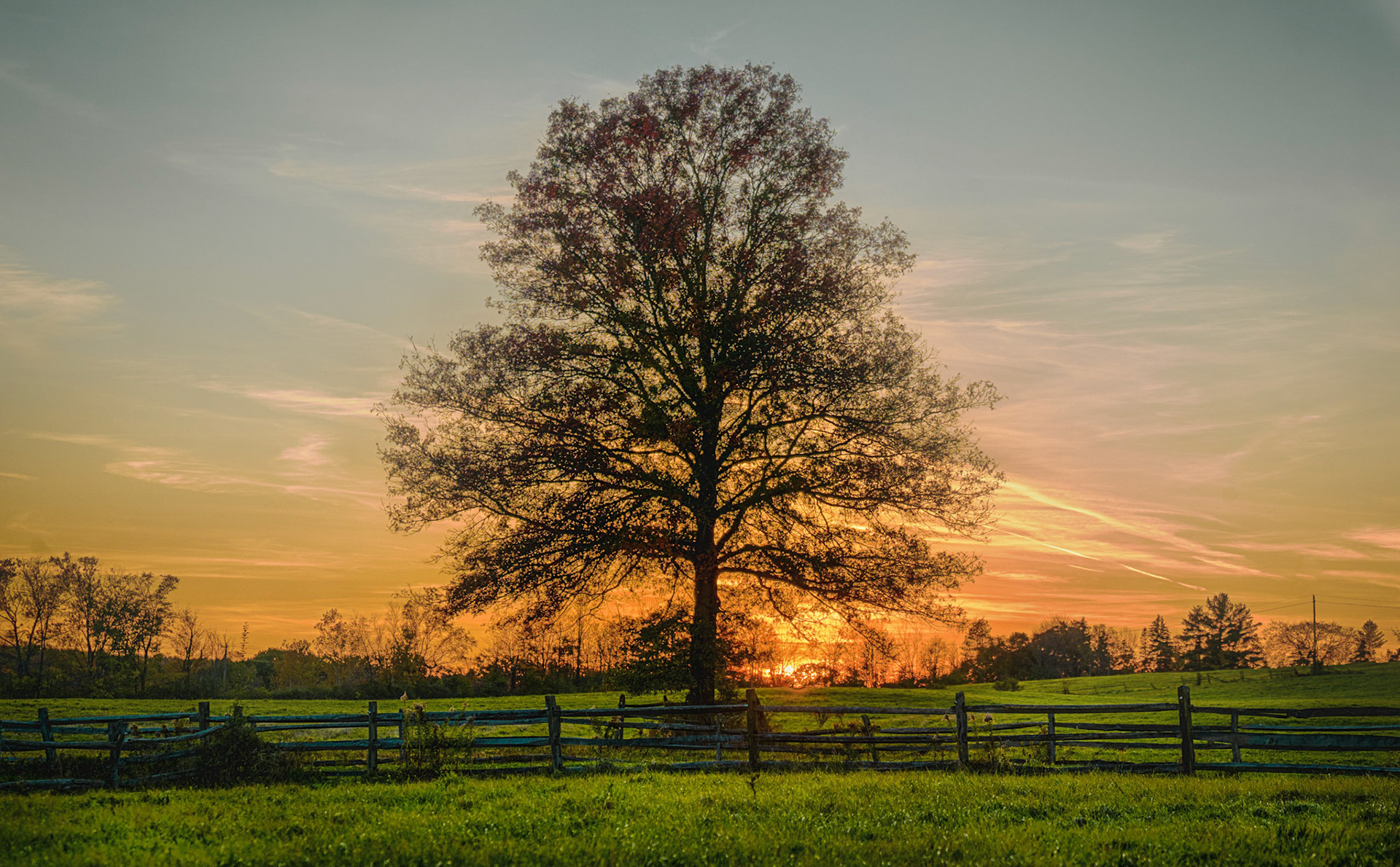 Sunset Tree
