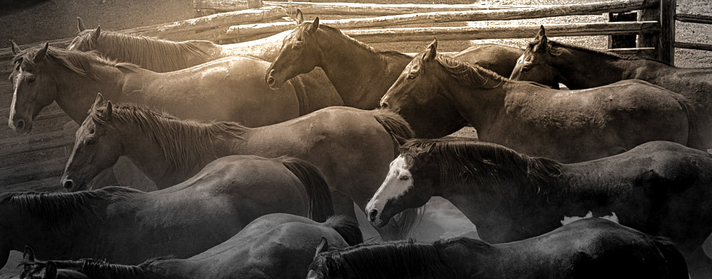 a herd of horses in round pen