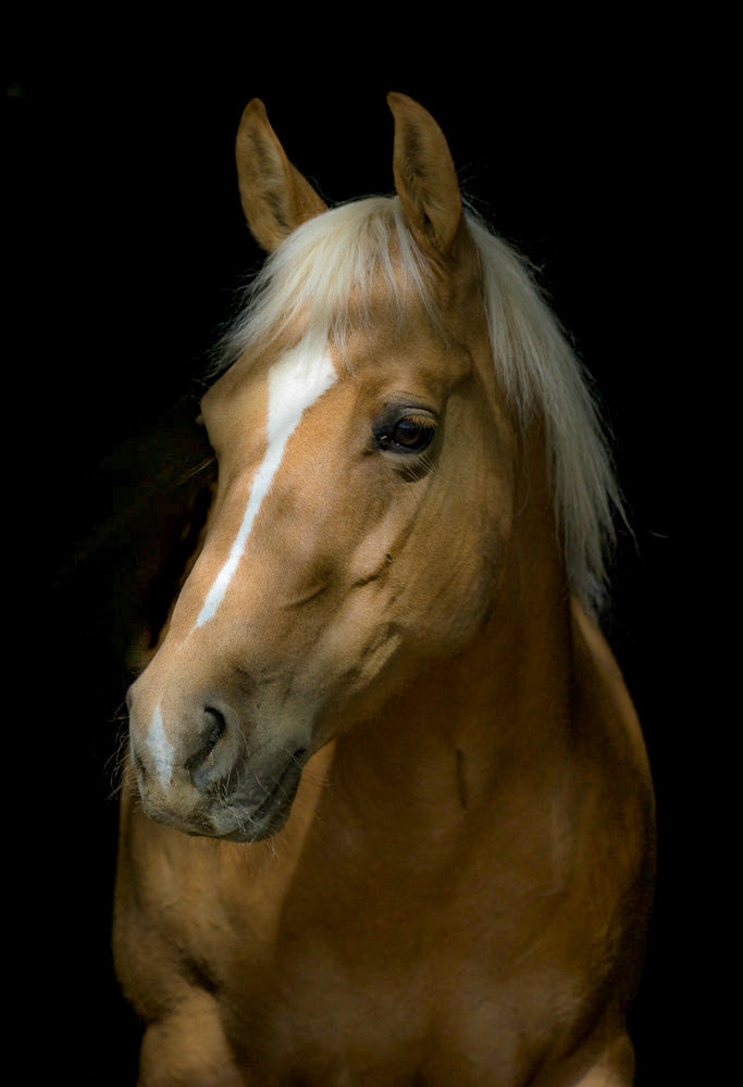palomino porrtriat