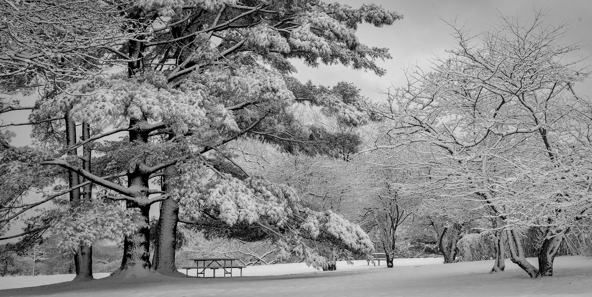 Knox Park