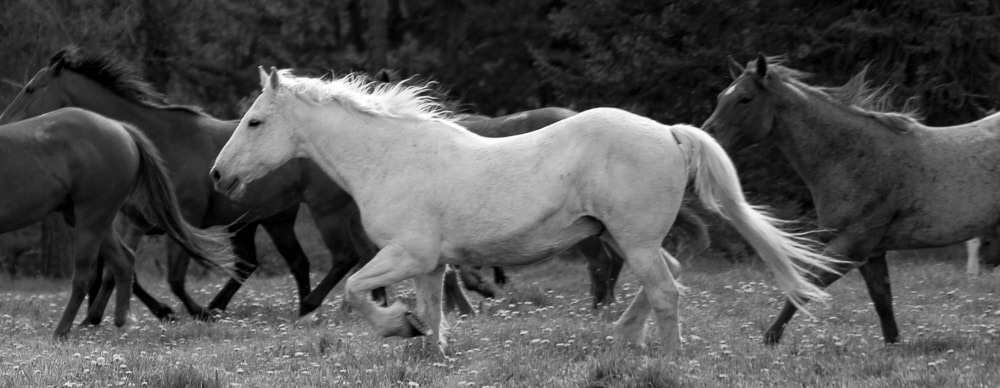white horse moving amongst dark horses in a herd.