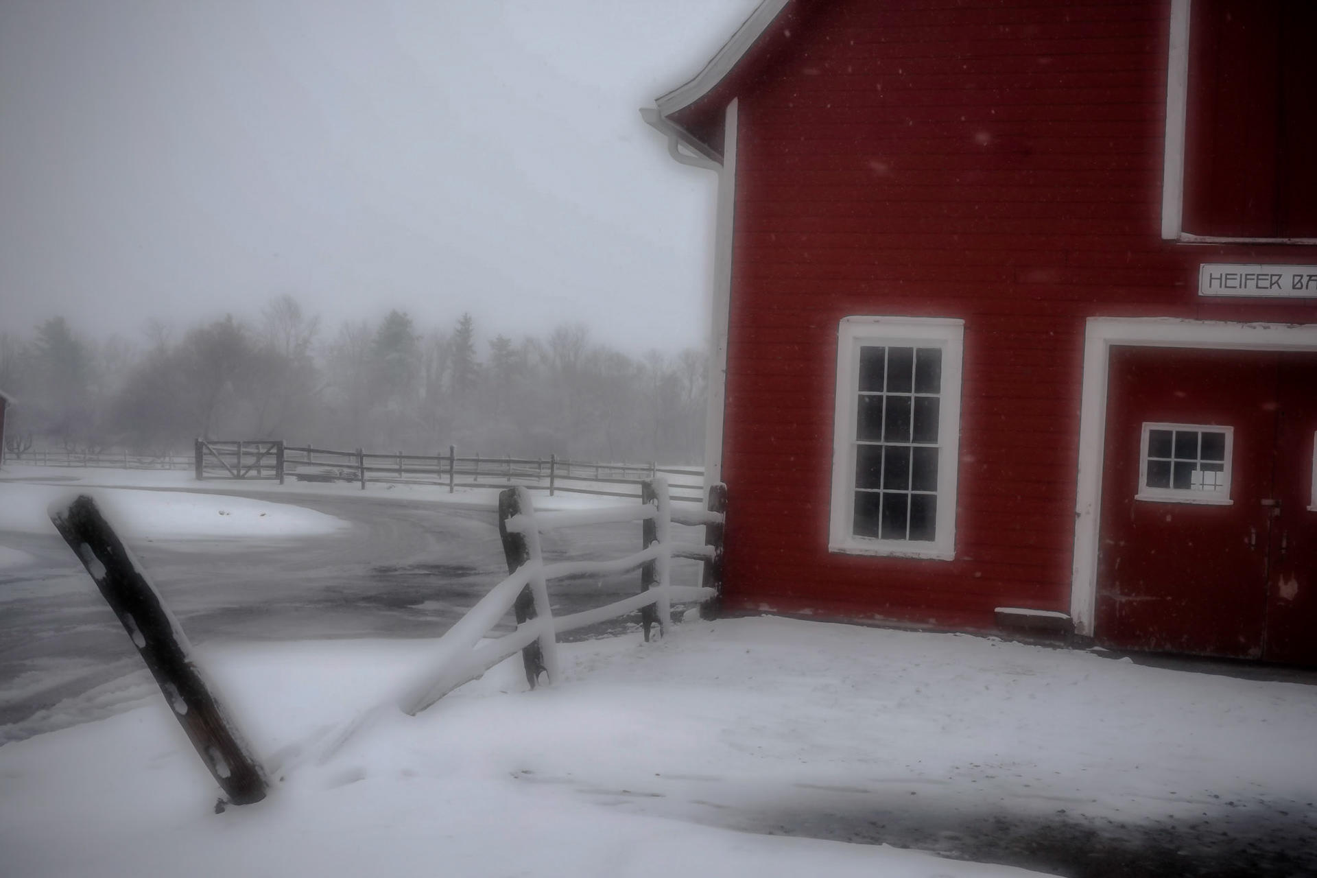 Heifer barn,winter soft