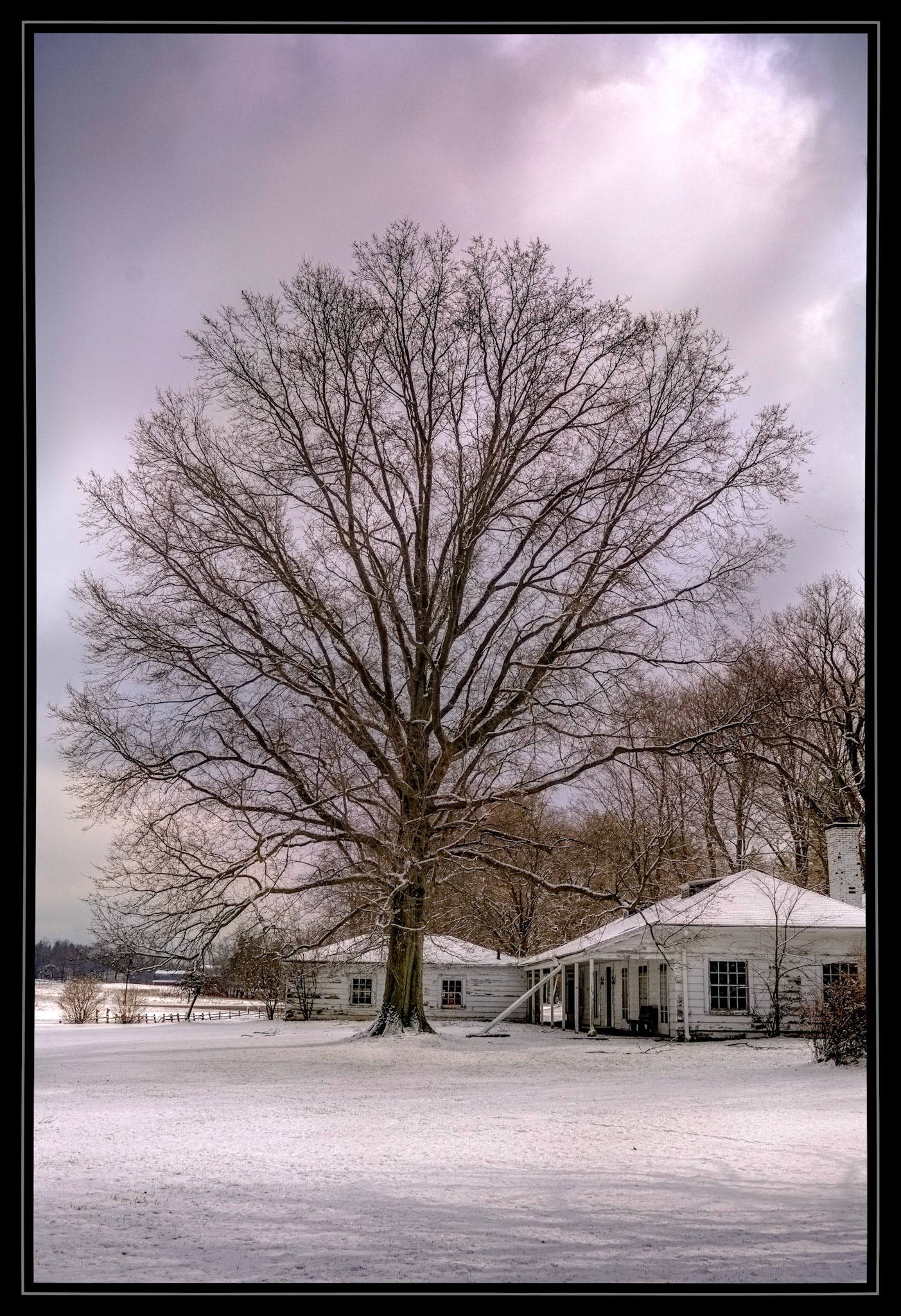 Siver Maple, Guest House, winter