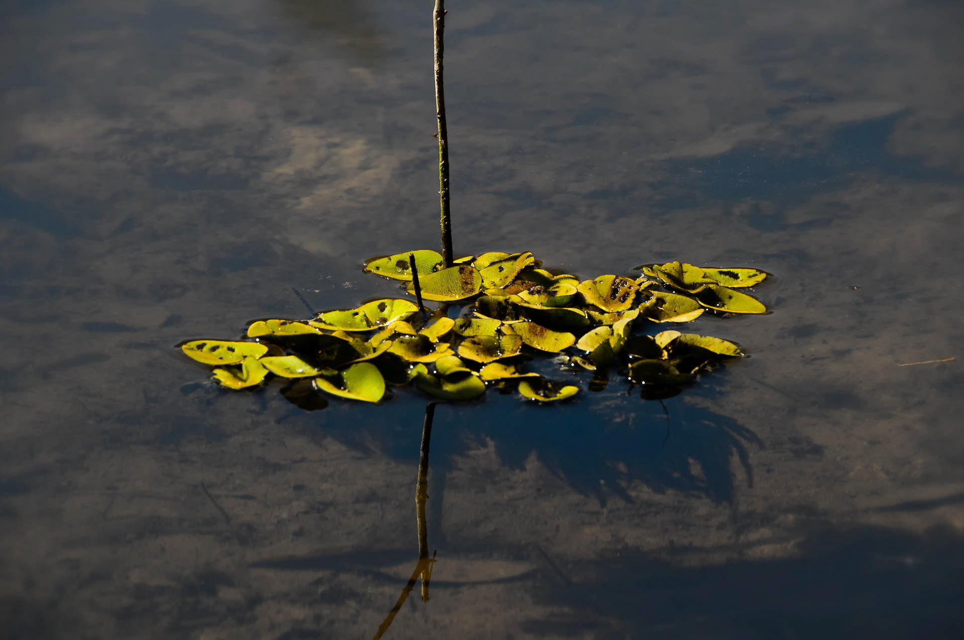 Pantanal Seeröschen