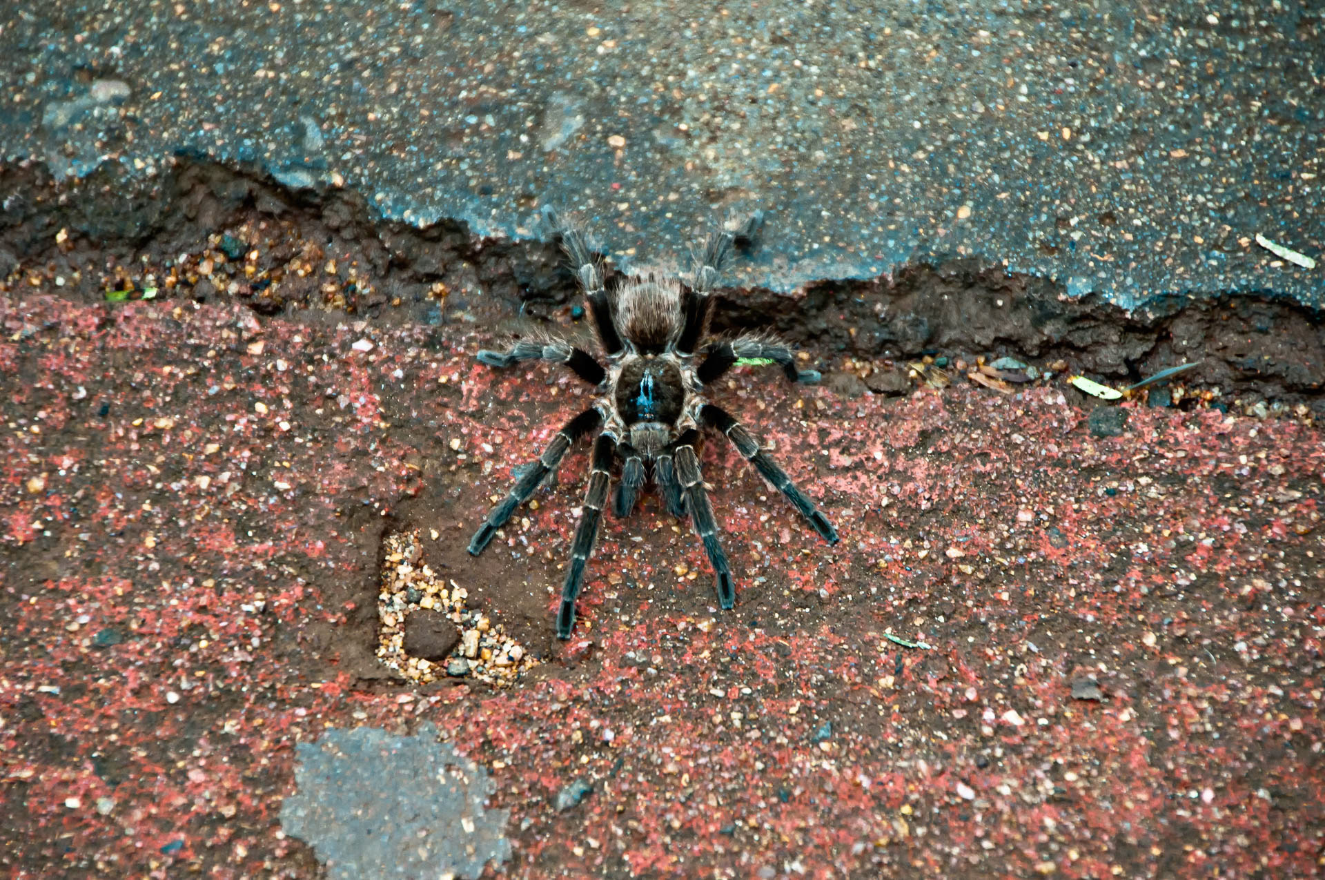 kleine Vogelspinne