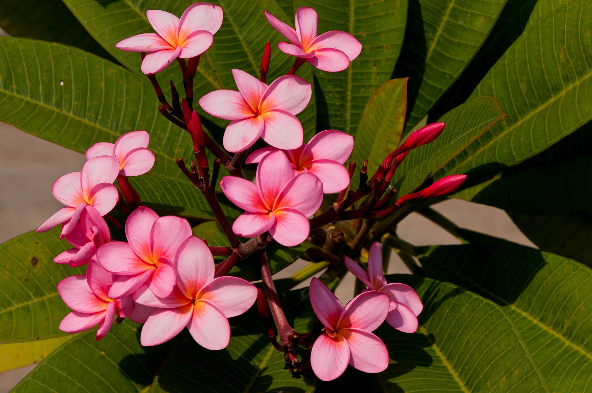 lovely flowers