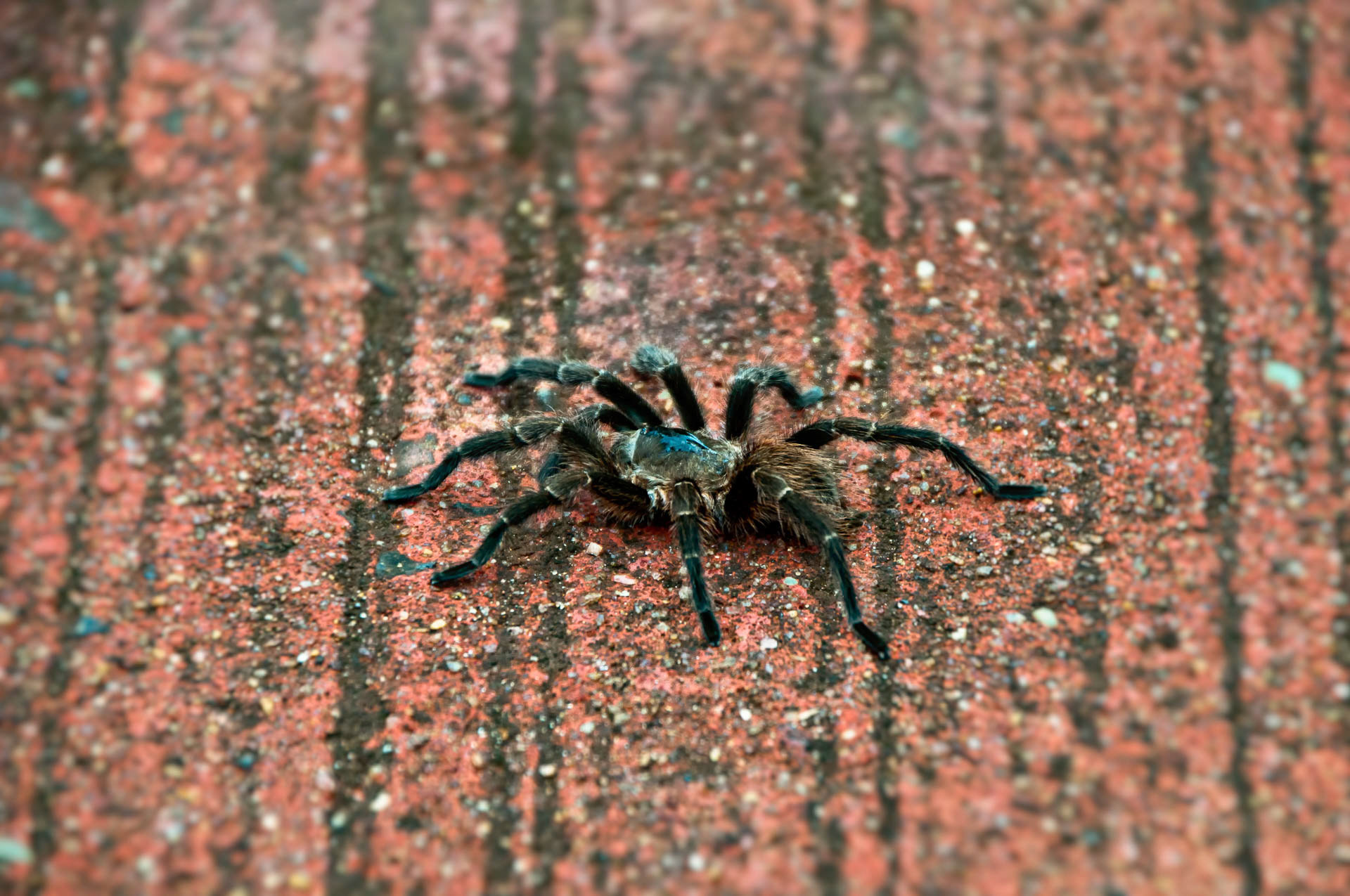 itsy bitsy spider