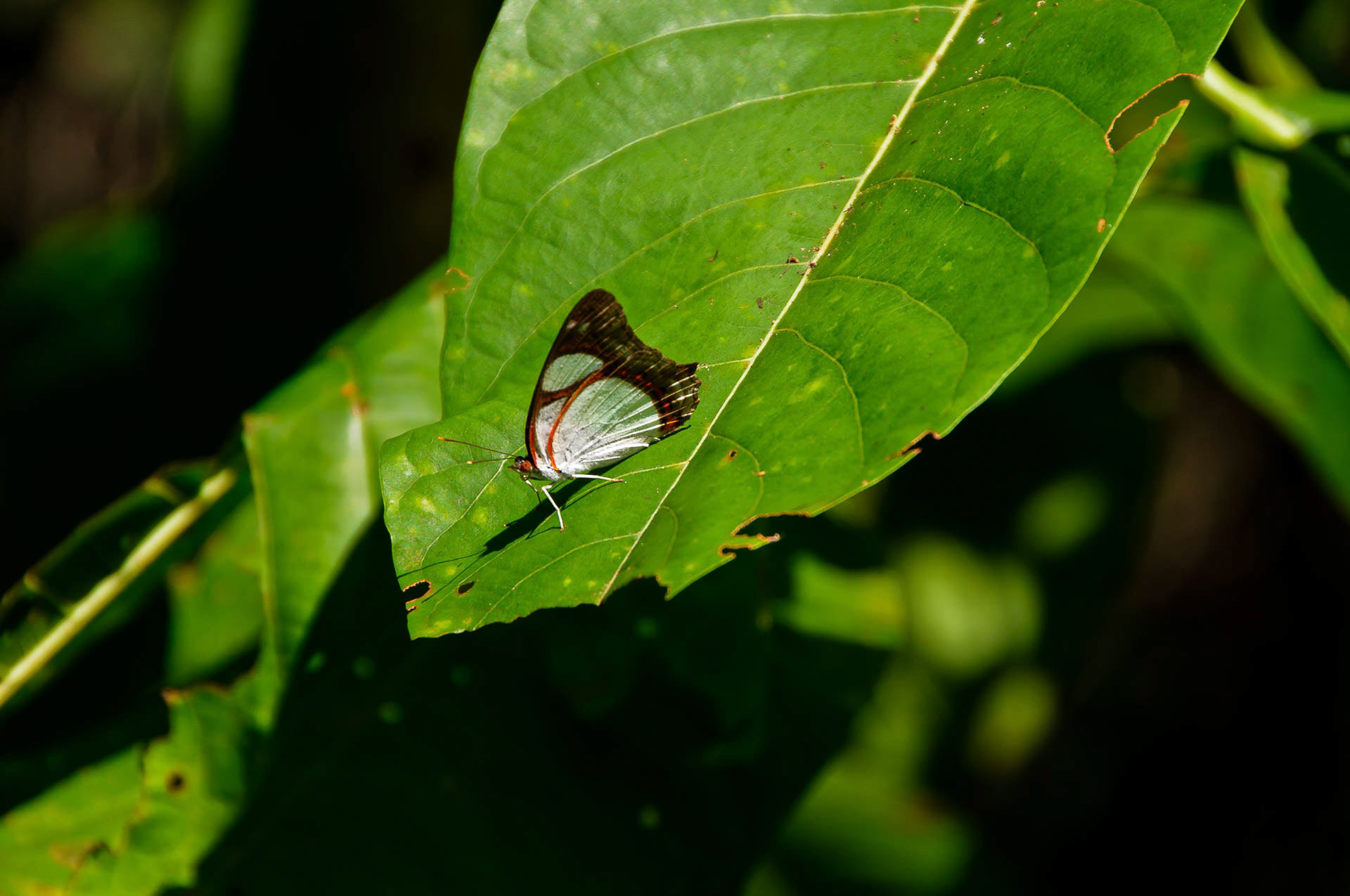 schmutziger Schmetterling