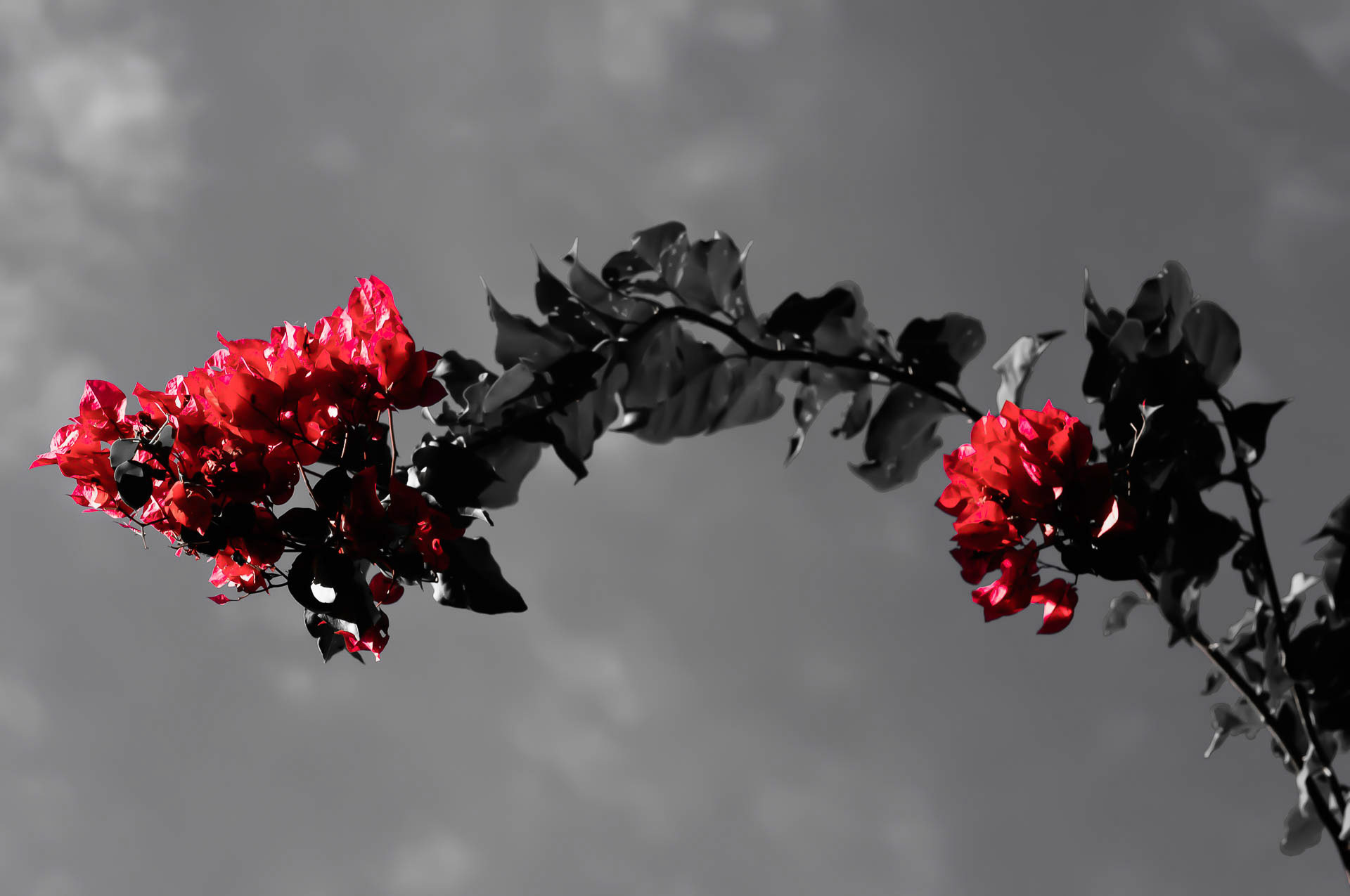 Bougainvillea