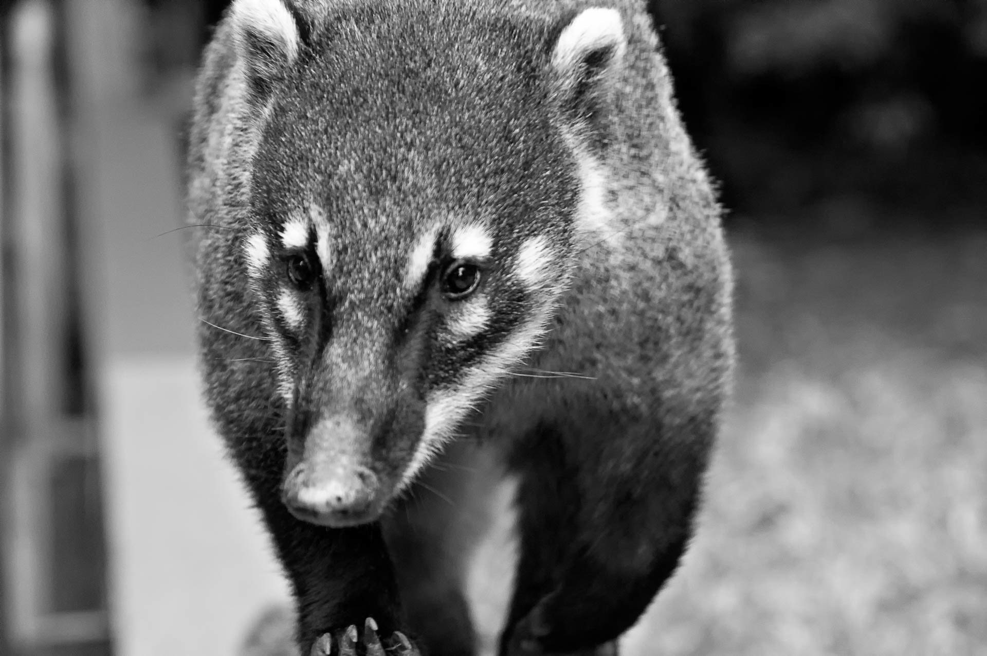 Nasenbär