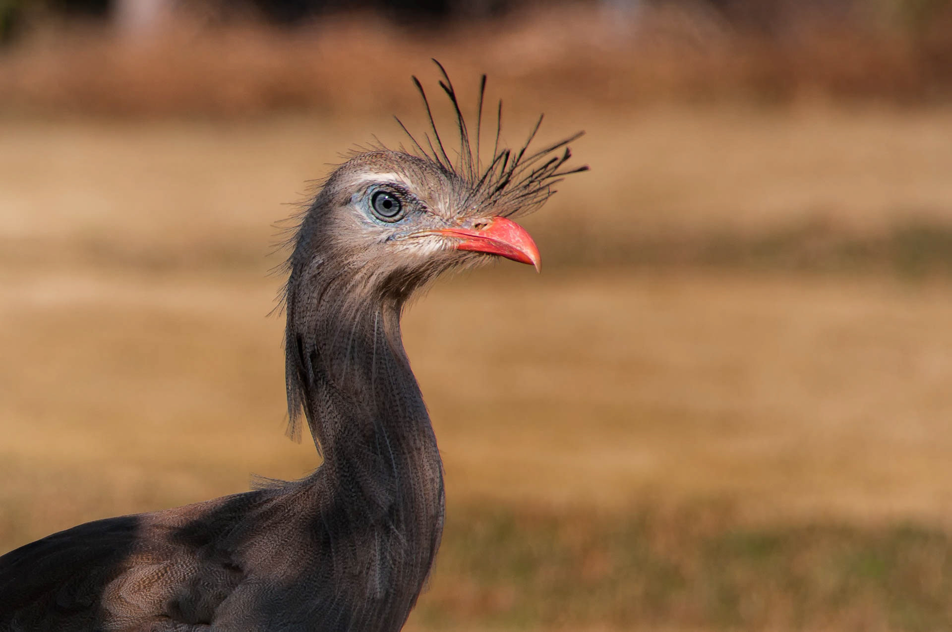 kleiner Vogelfreund