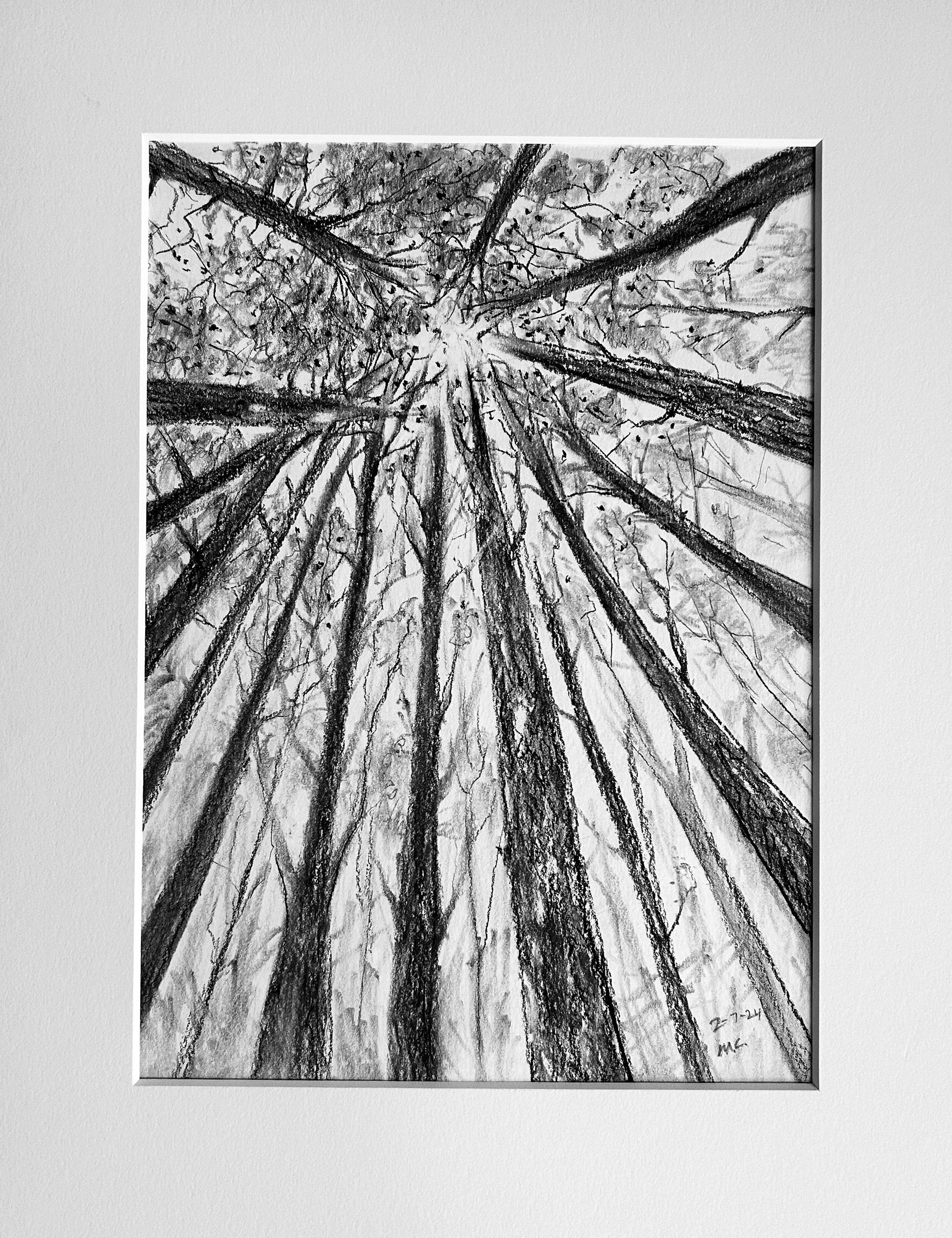 In The Forest - Charcoal on paper - Mat dimensions 11"w x 14"h