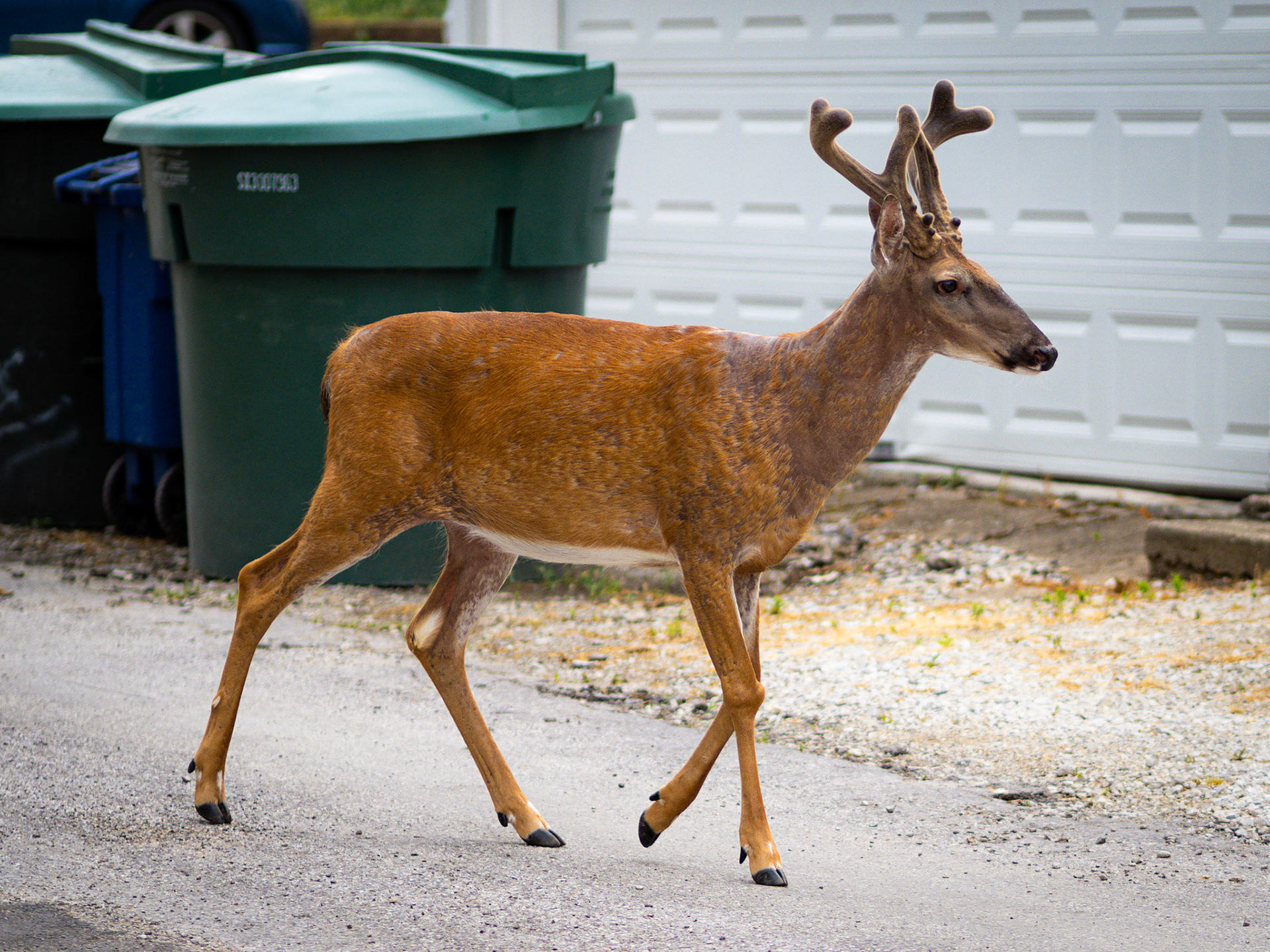 Deer 3