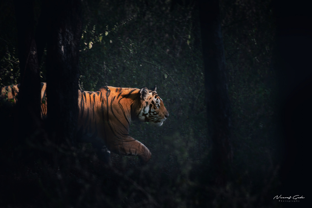 Bandra Lake Male, Pench Khursapar