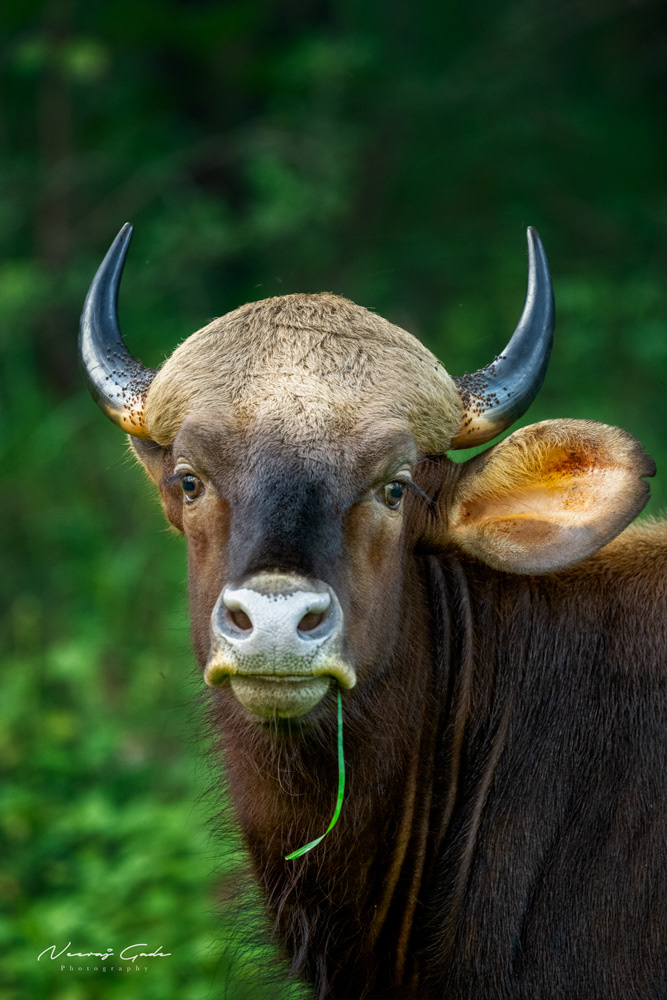 Indian Gaur, TATR (Oct 2022)