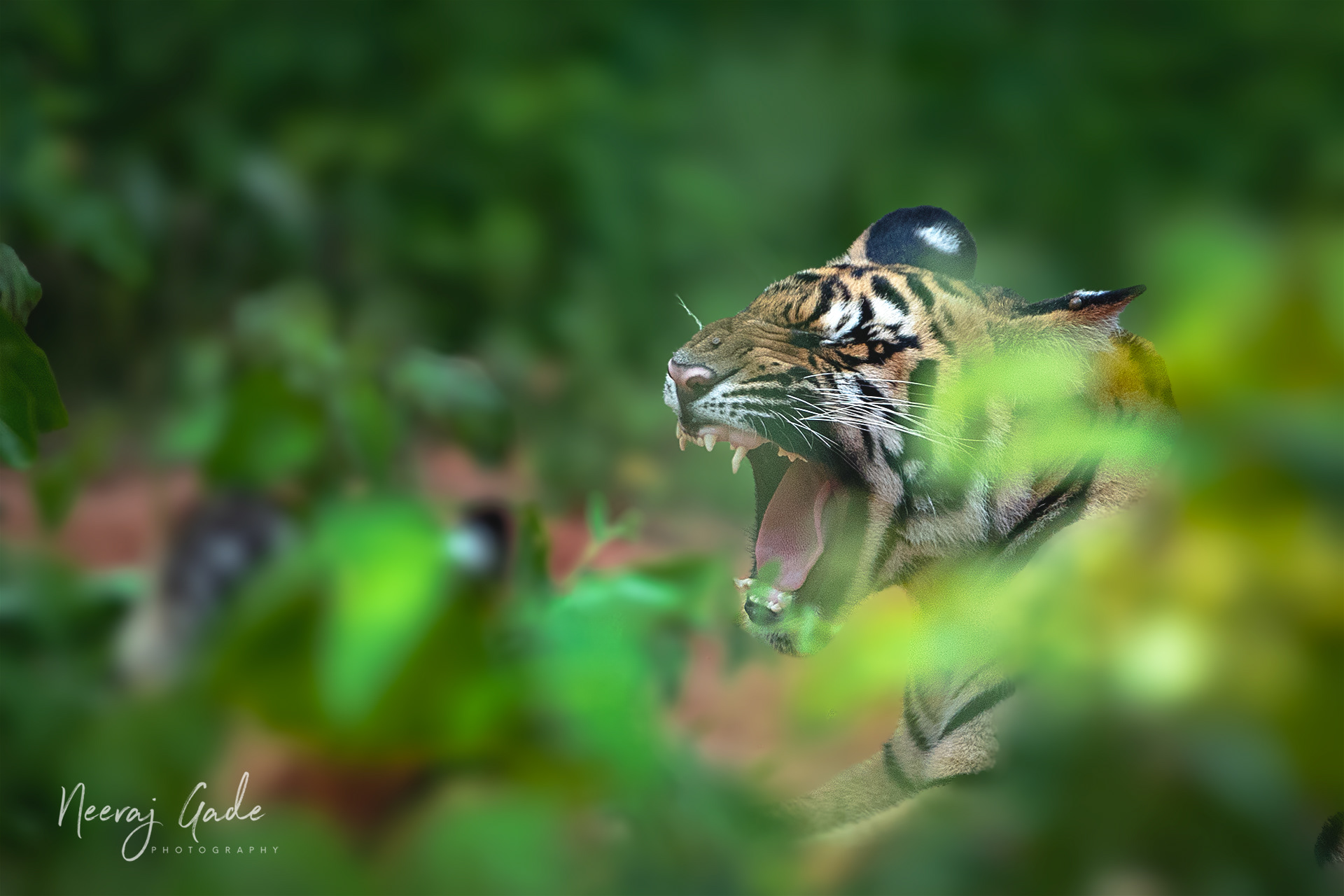 Yawn, TATR-Navegaon buffer (Sept 2023)