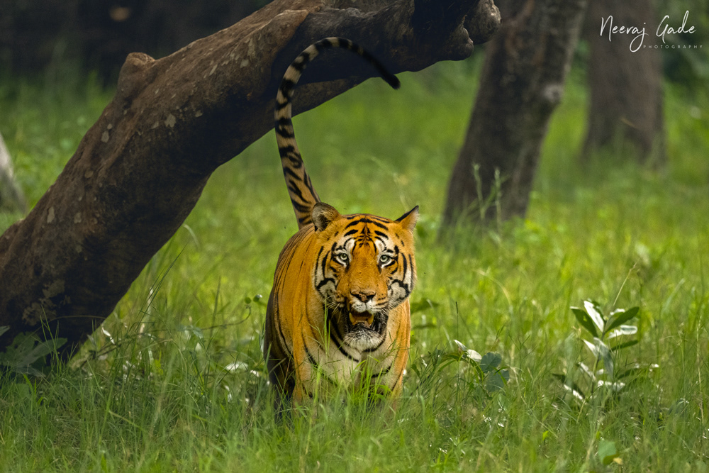 Chota Matkasur, TATR (Oct 2022)