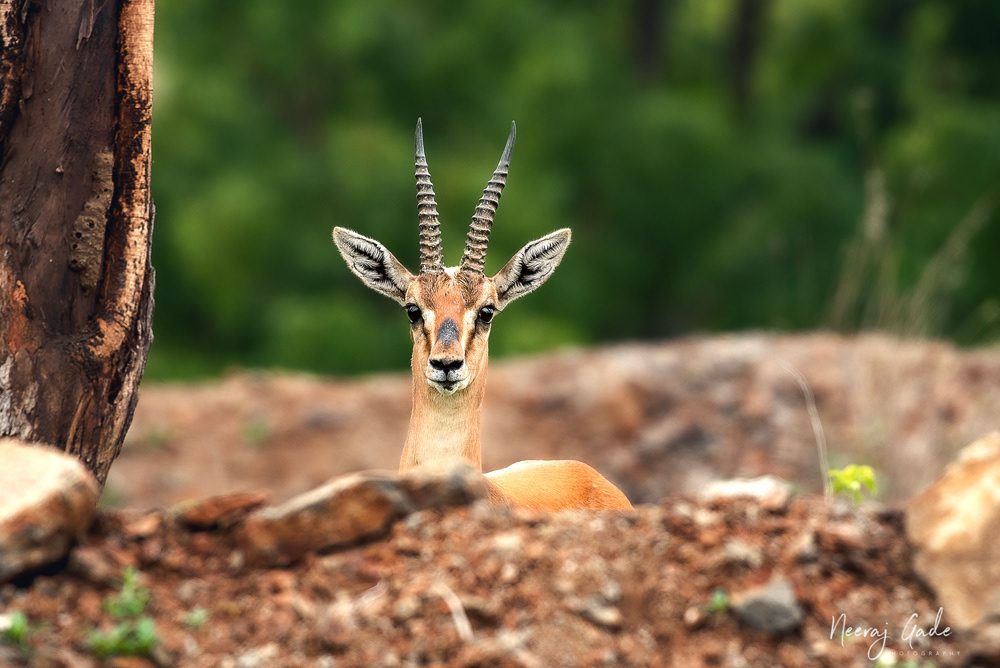 Indian Gazelle, Saswad