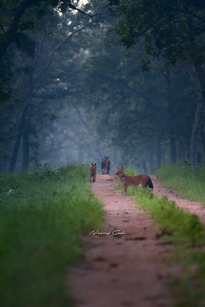 Indian Dhole, TATR (Oct 2022)