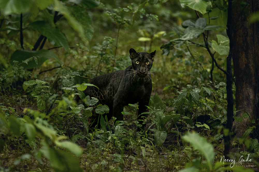 Melanistic Indian leopard, Pench Khawasa (Aug 2022)