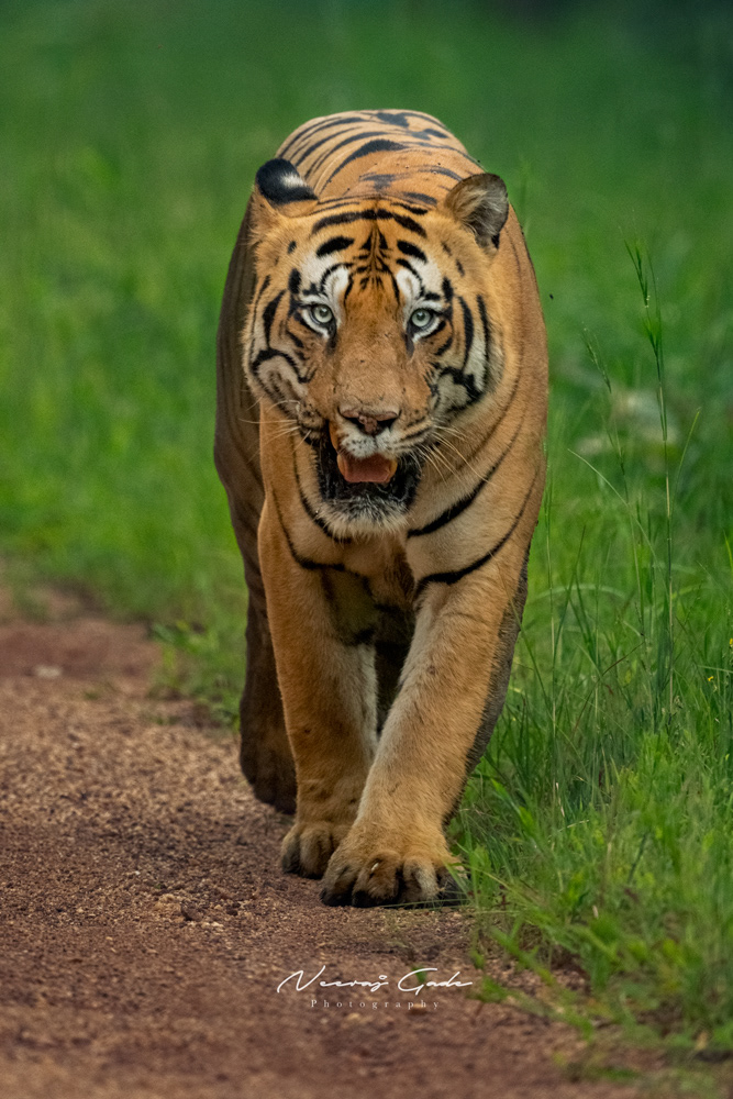 Chota Matkasur, TATR (Oct 2022)