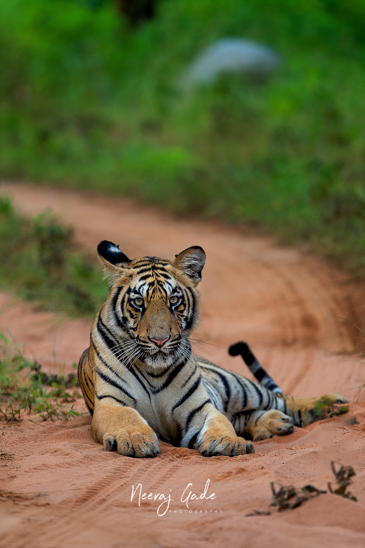 Babli's cub, TATR-Navegaon buffer (Sept 2023)