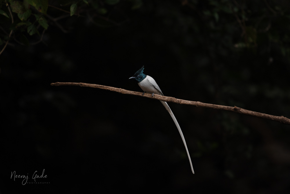 Indian Paradise Flycatcher, Sinhagad Valley