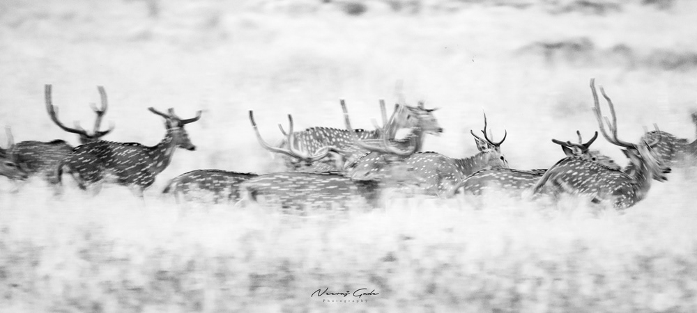 Spotted Deers, TATR (Oct 2022)