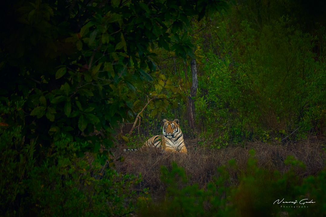 Sub-adult male cub of Fairy, UPKWLS