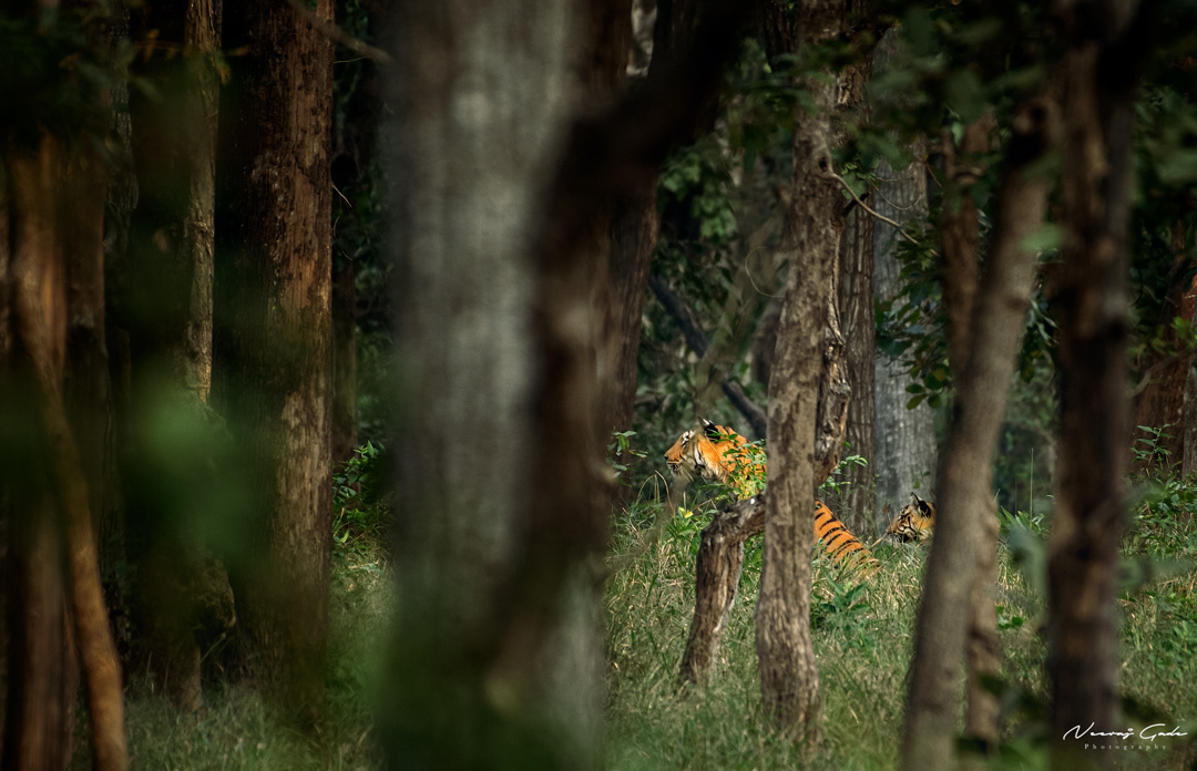 Bijamatta Tigress with cub, Turia