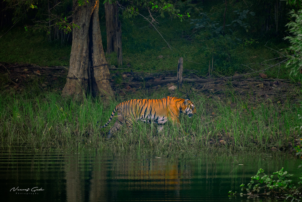 Balram, TATR (Oct 2022)