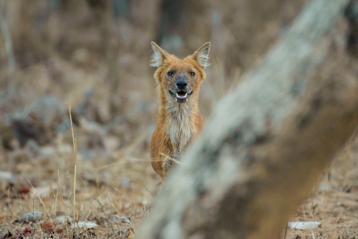 Indian Dhole, Pench Turia (May 2018)