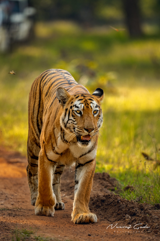 Maya, TATR (2 Oct 2022)